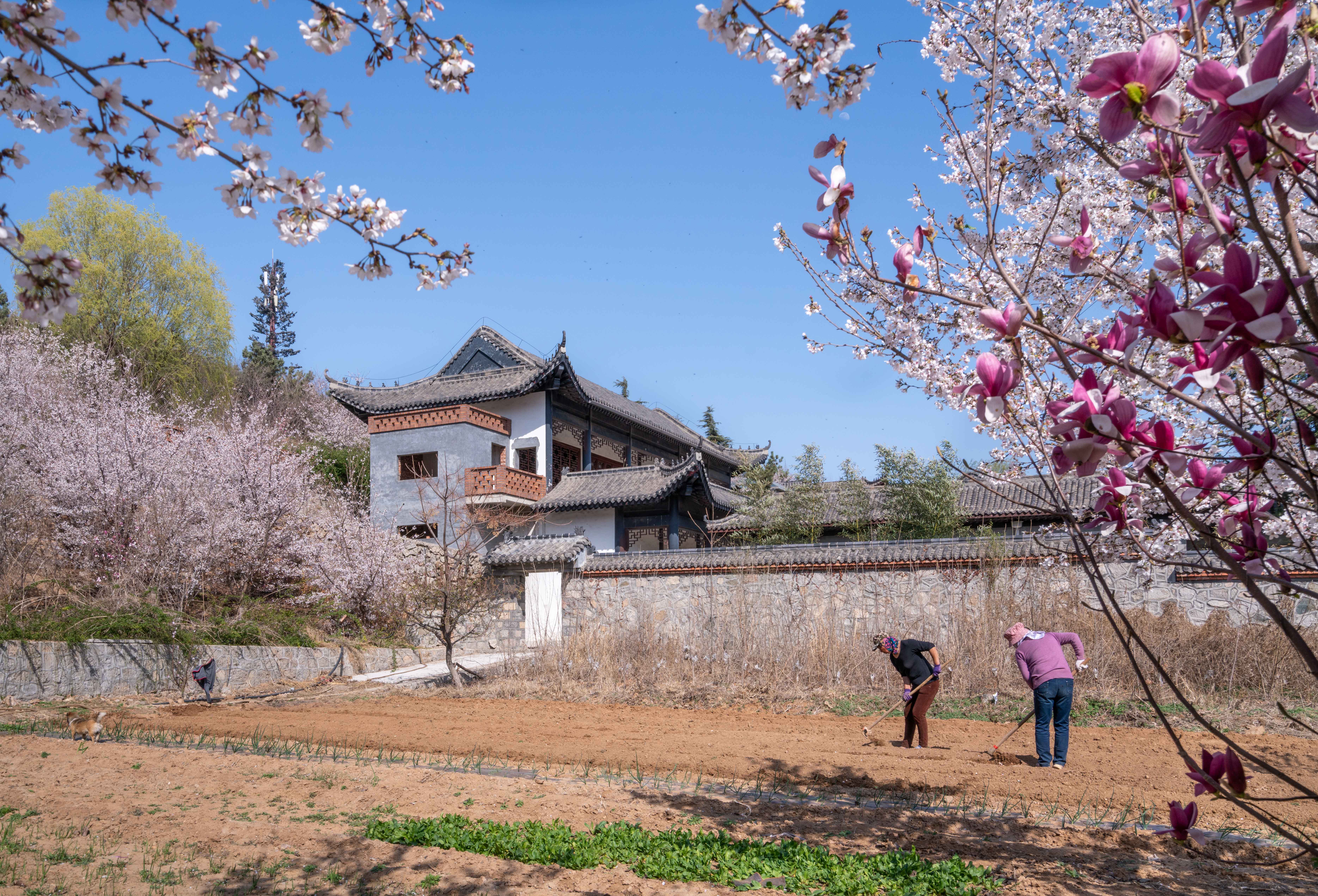 樱花山风景区,位于山东滨州市邹平县,是淄博企业家颜景江先生