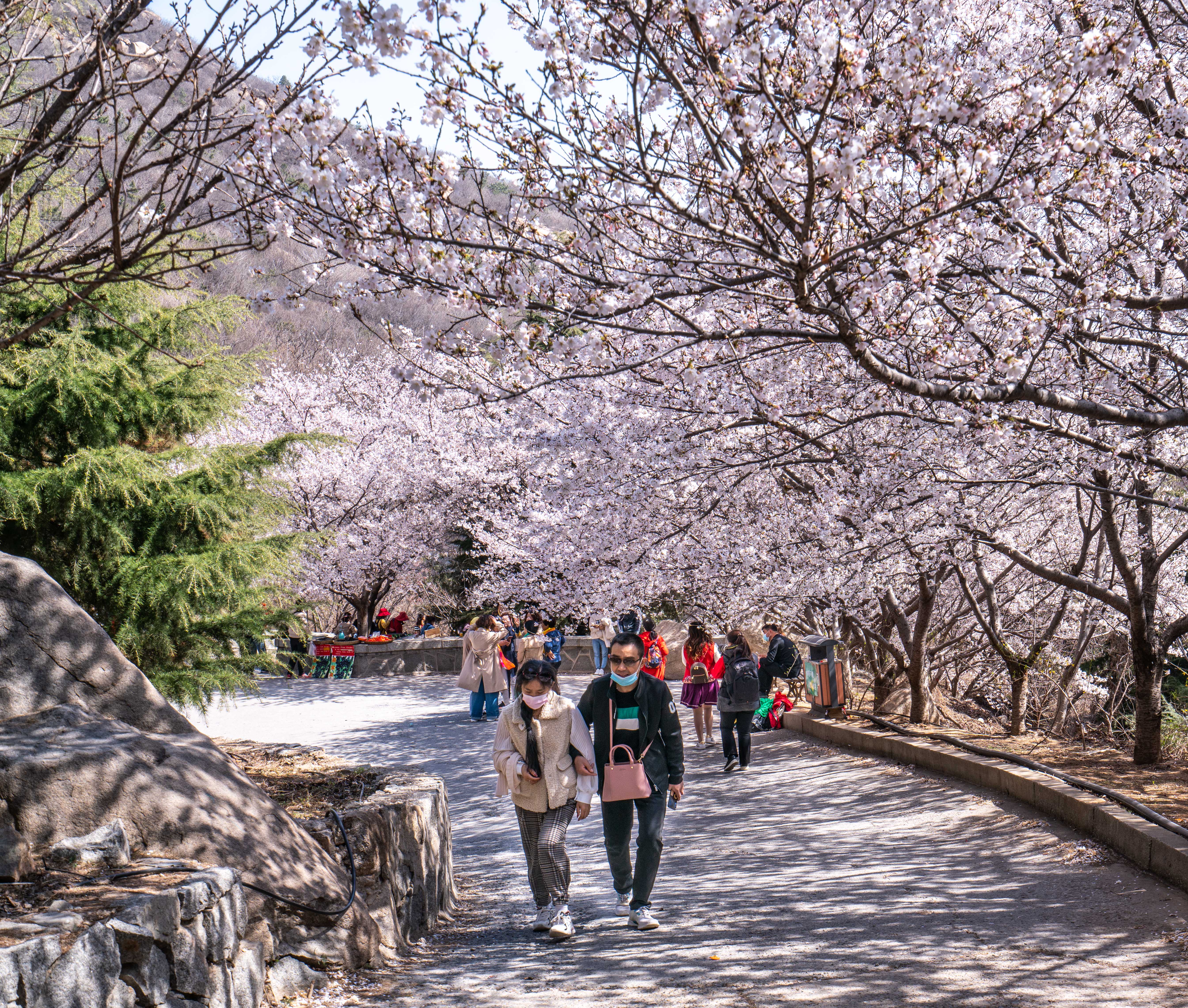 樱花山风景区,位于山东滨州市邹平县,是淄博企业家颜景江先生