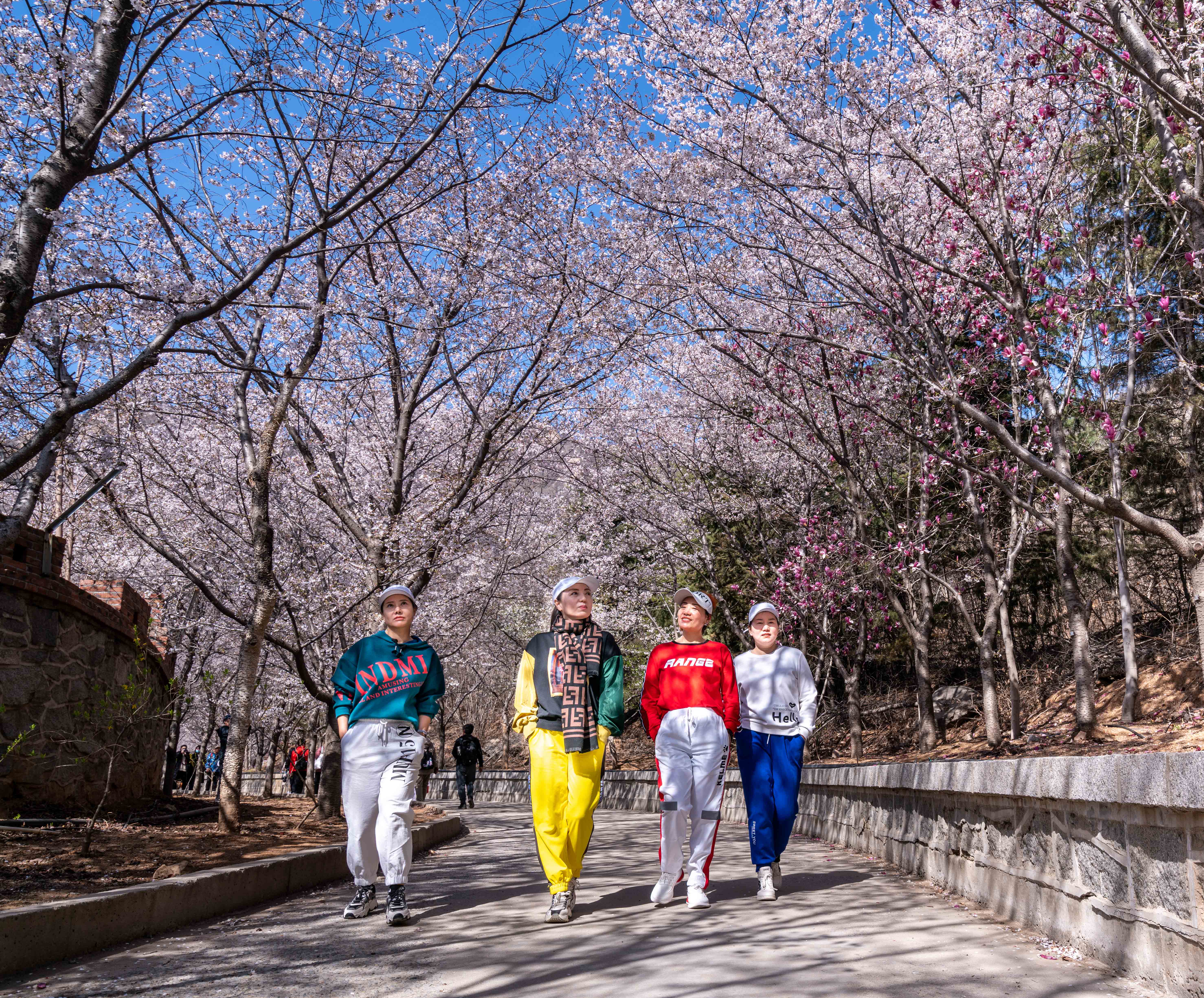 樱花山风景区,位于山东滨州市邹平县,是淄博企业家颜景江先生