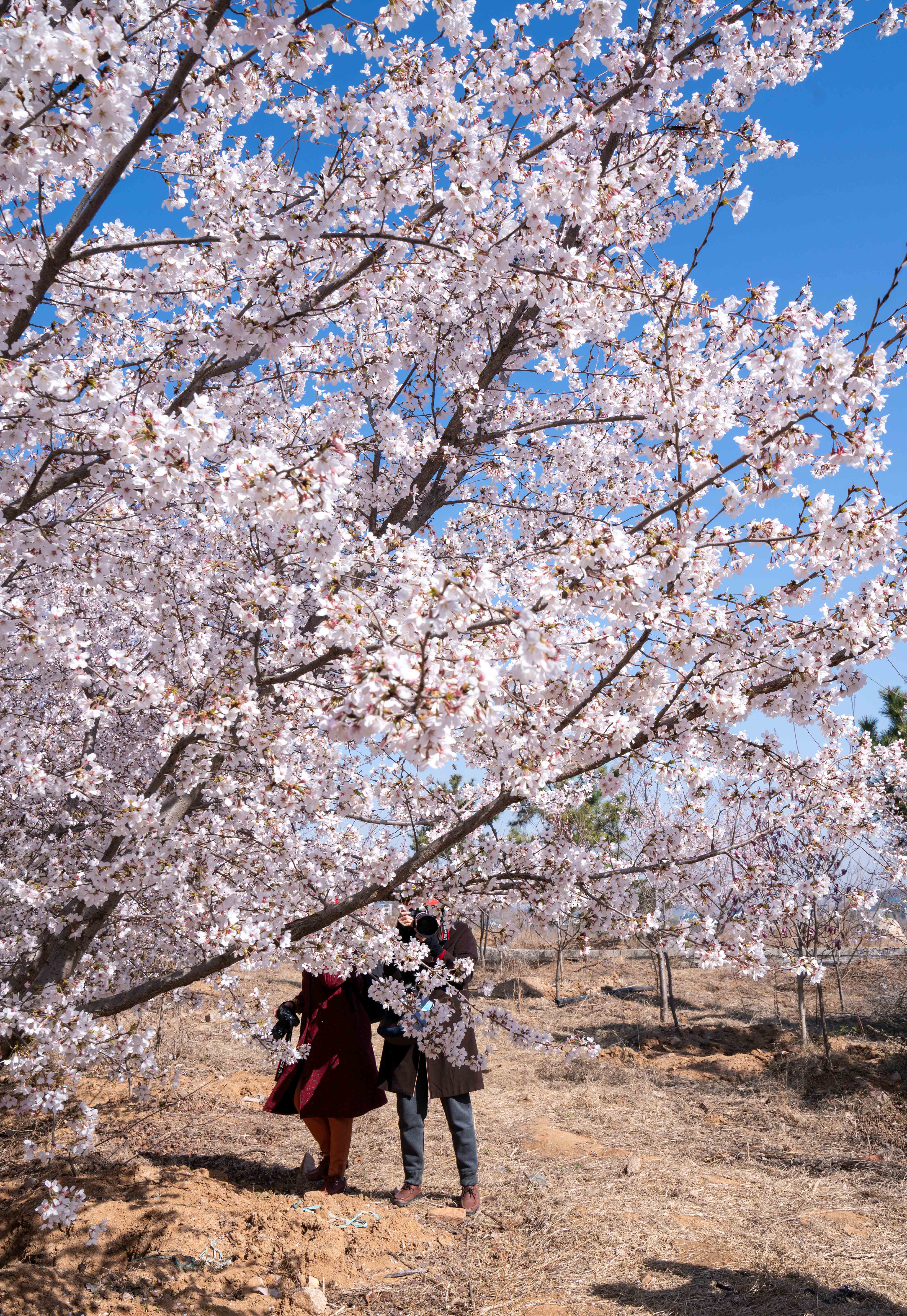 樱花山风景区,位于山东滨州市邹平县,是淄博企业家颜景江先生