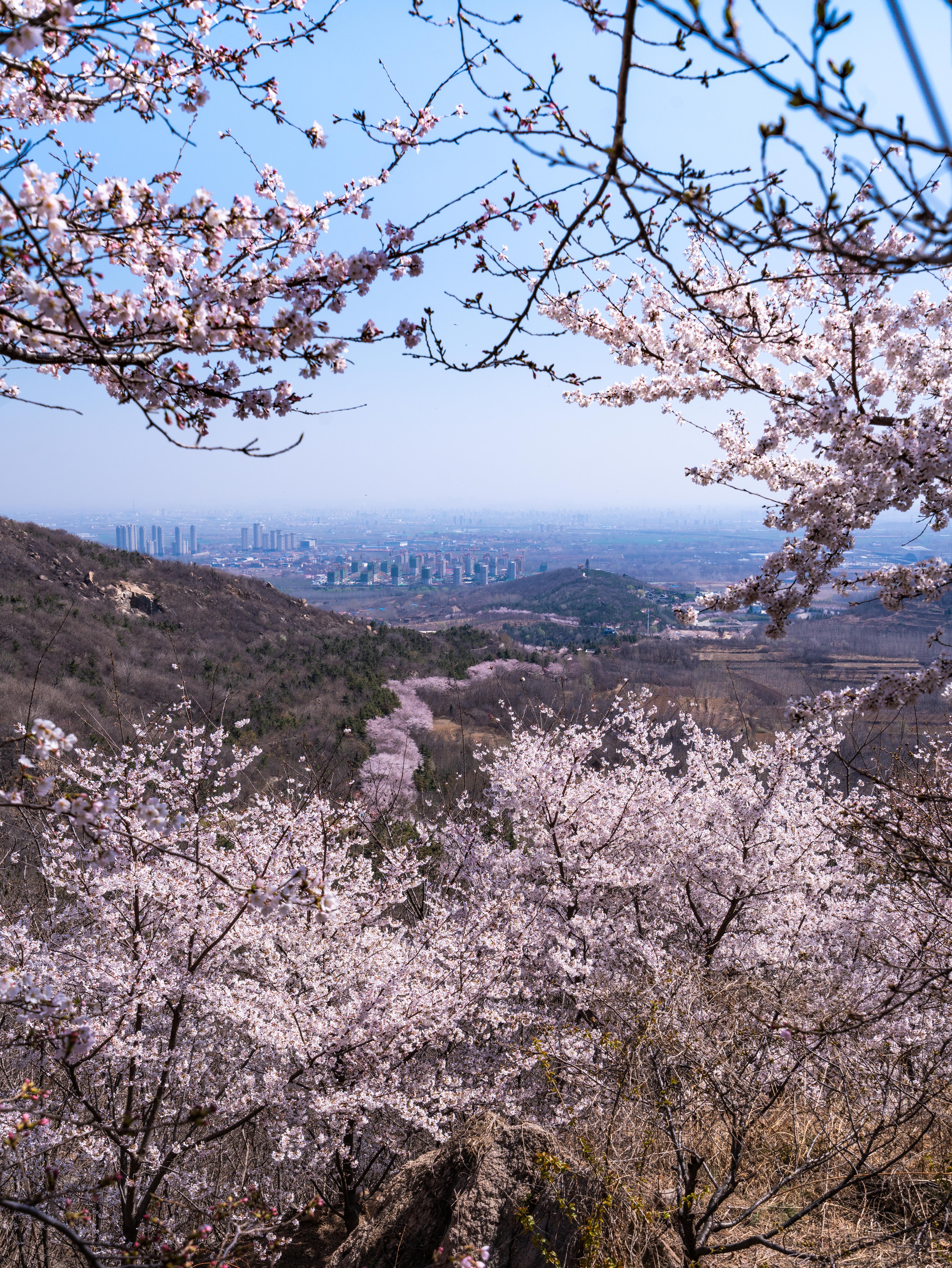 樱花山风景区,位于山东滨州市邹平县,是淄博企业家颜景江先生