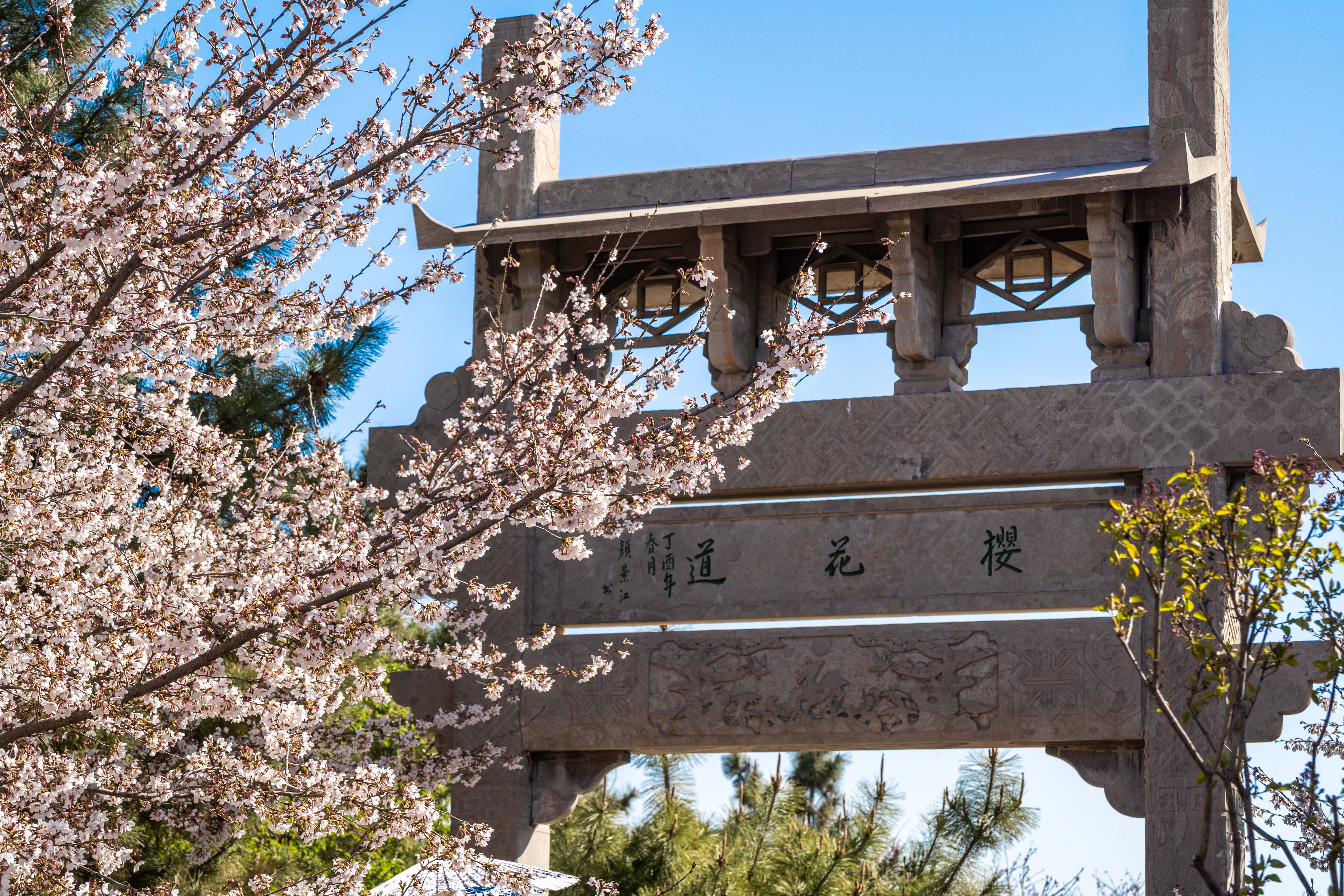 樱花山风景区,位于山东滨州市邹平县,是淄博企业家颜景江先生