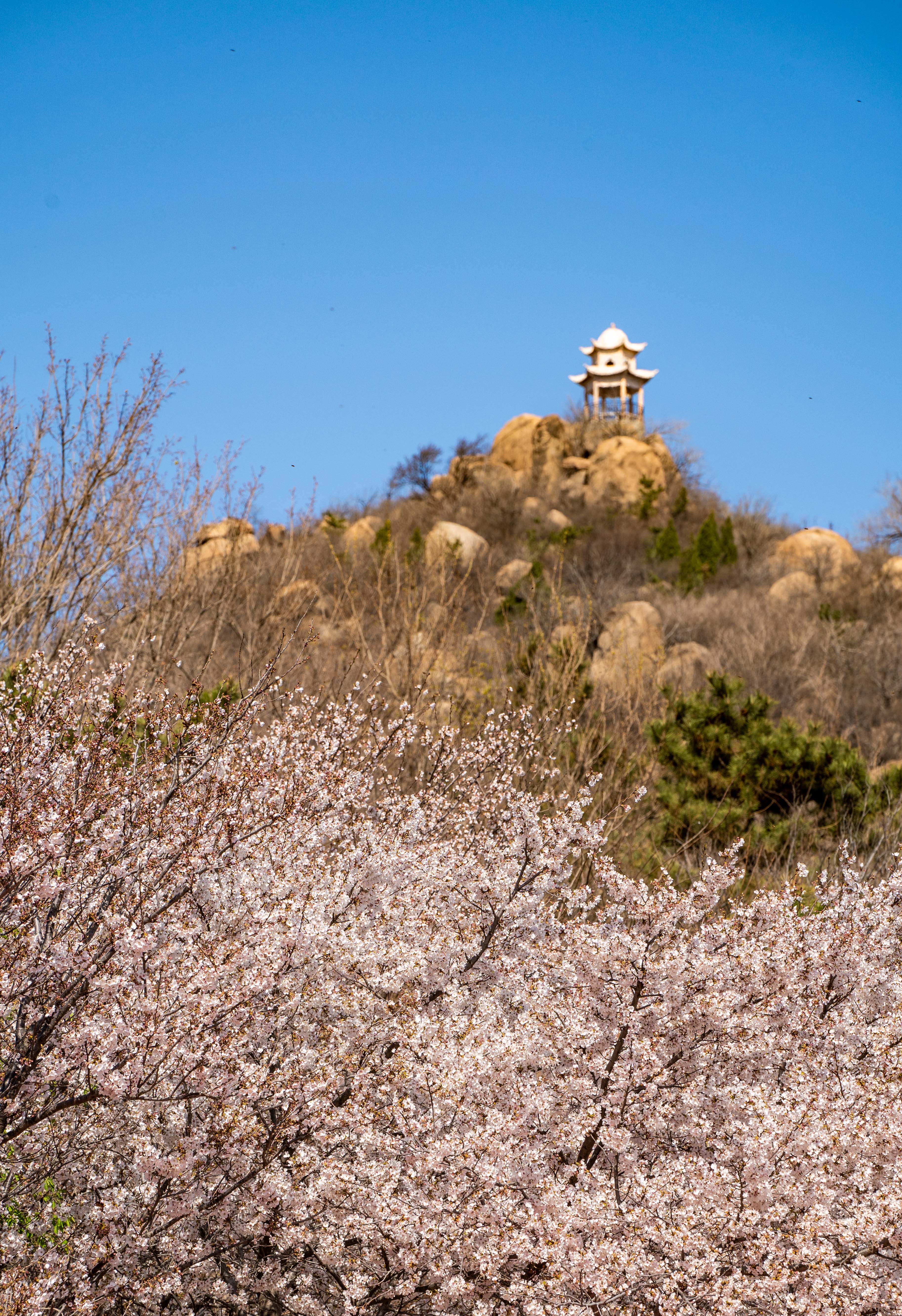 樱花山风景区,位于山东滨州市邹平县,是淄博企业家颜景江先生