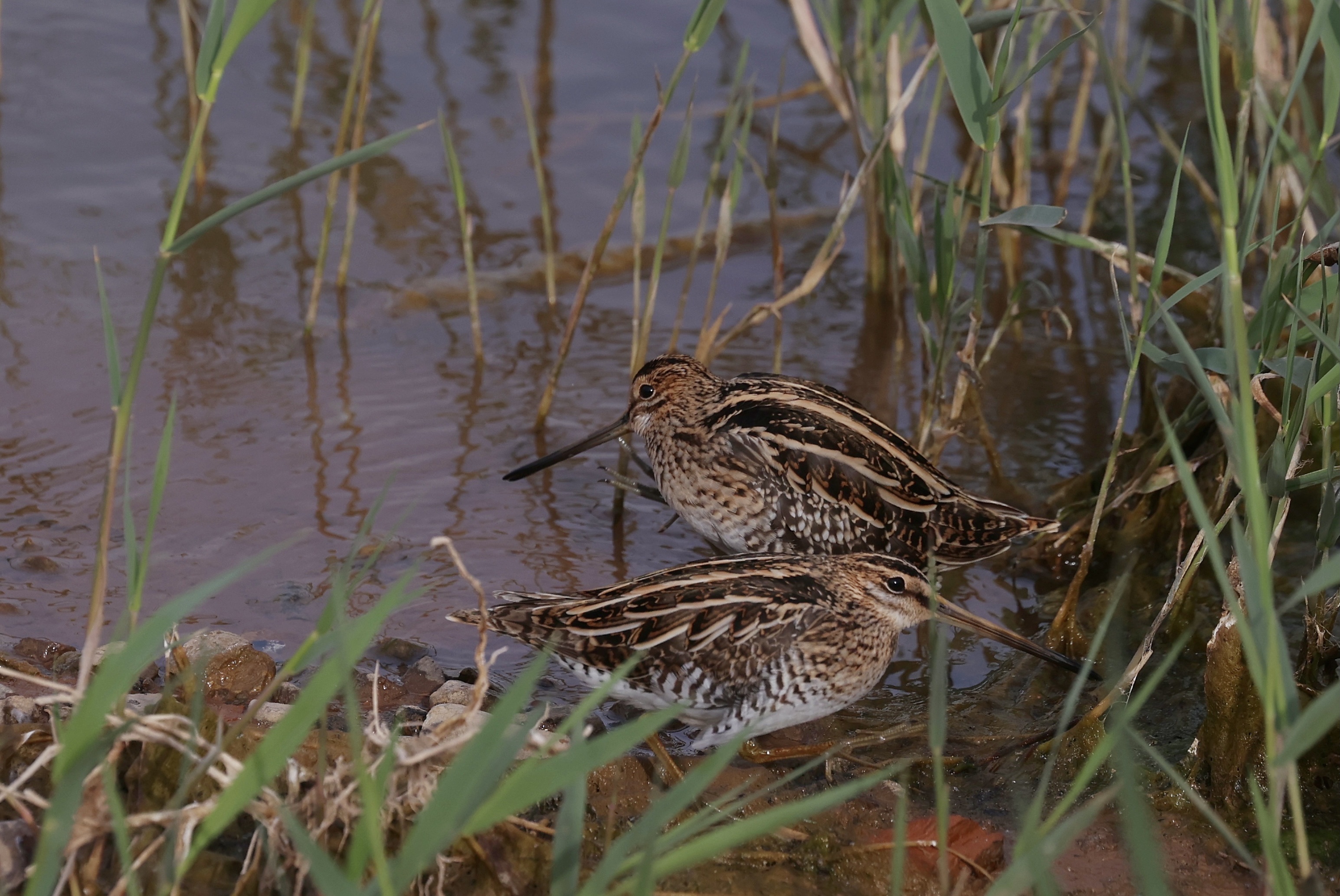 common snipe,学名:gallinago gallinago),是鸻形目丘鹬科沙锥属的