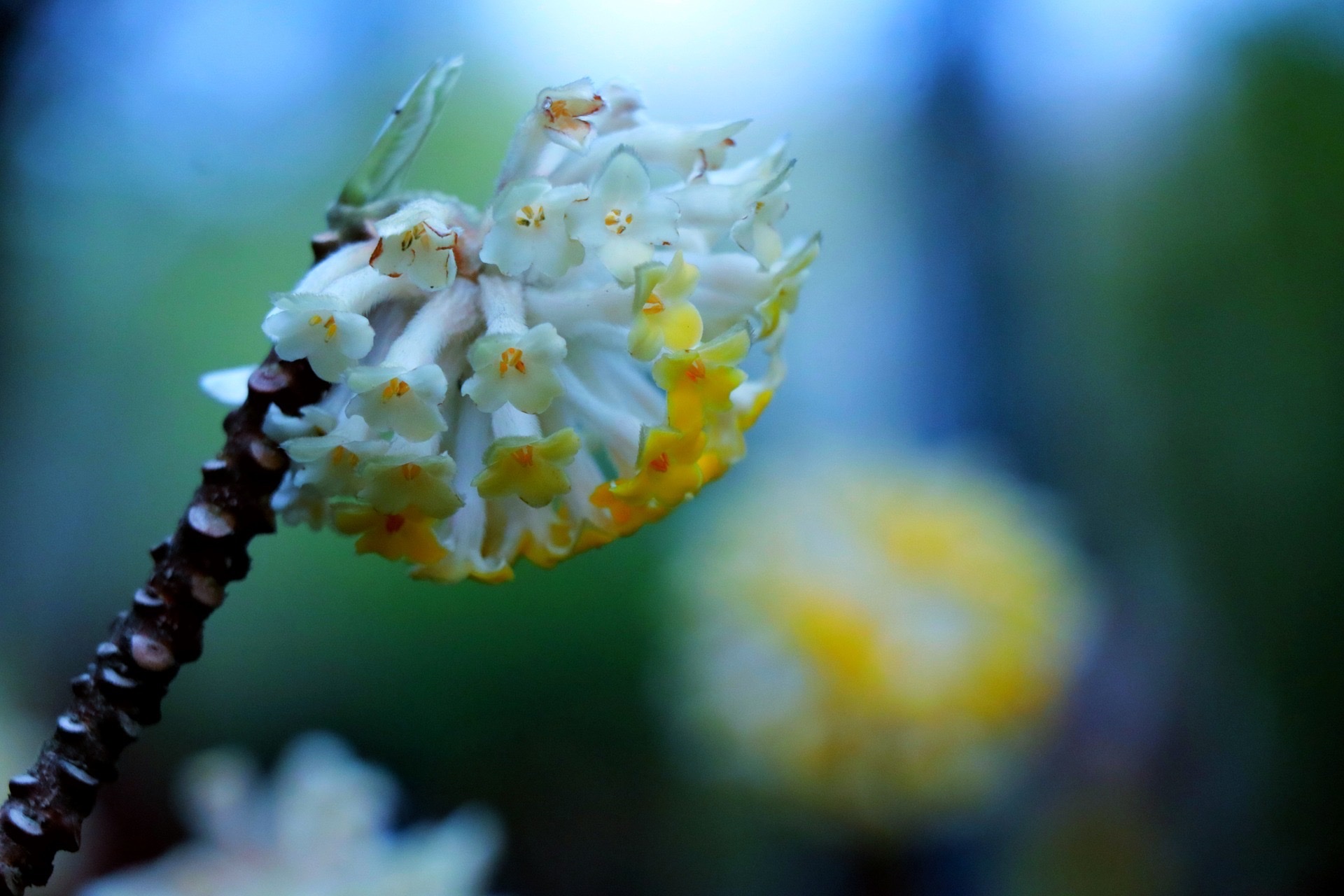 【首发】结香花(二)