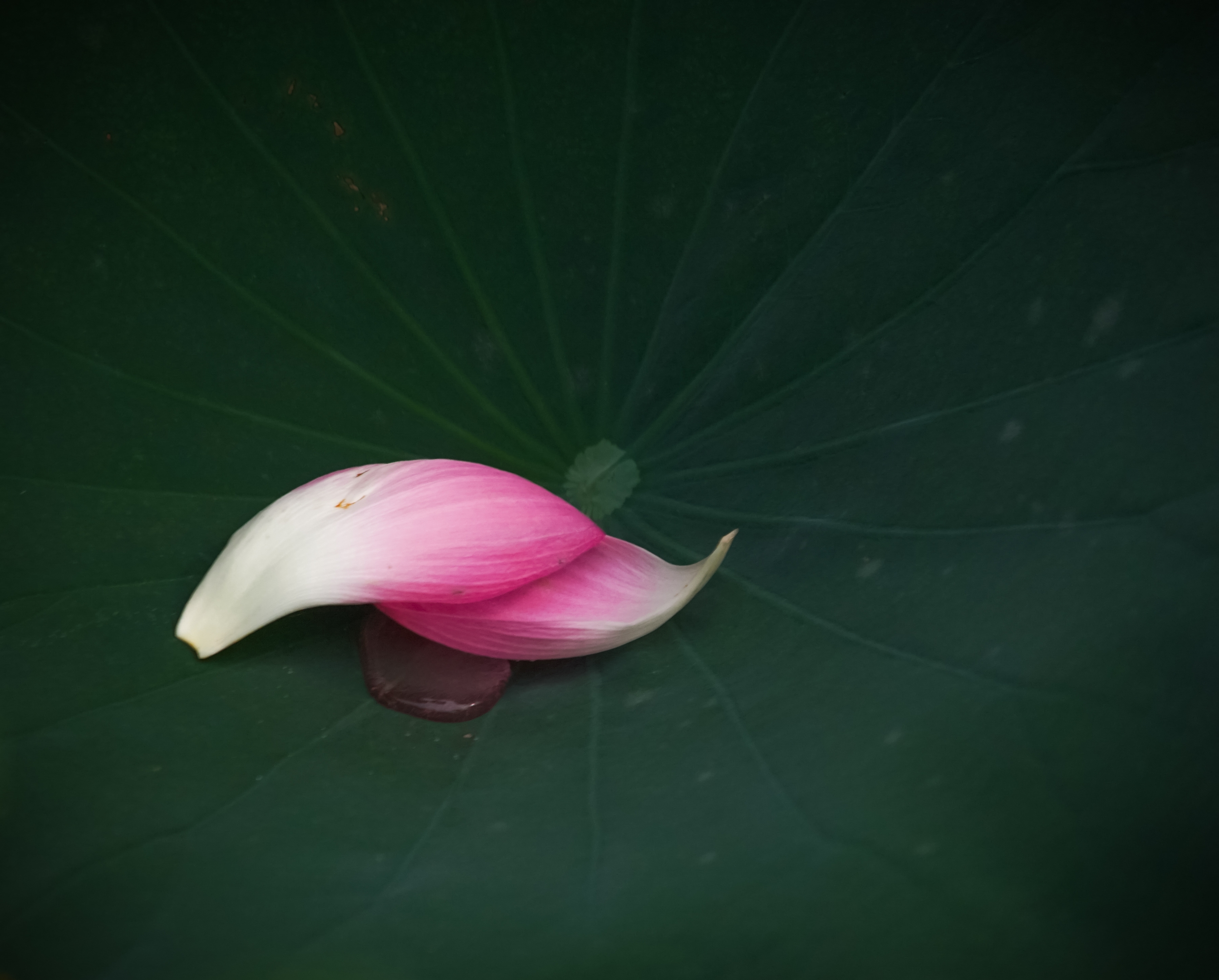 残荷