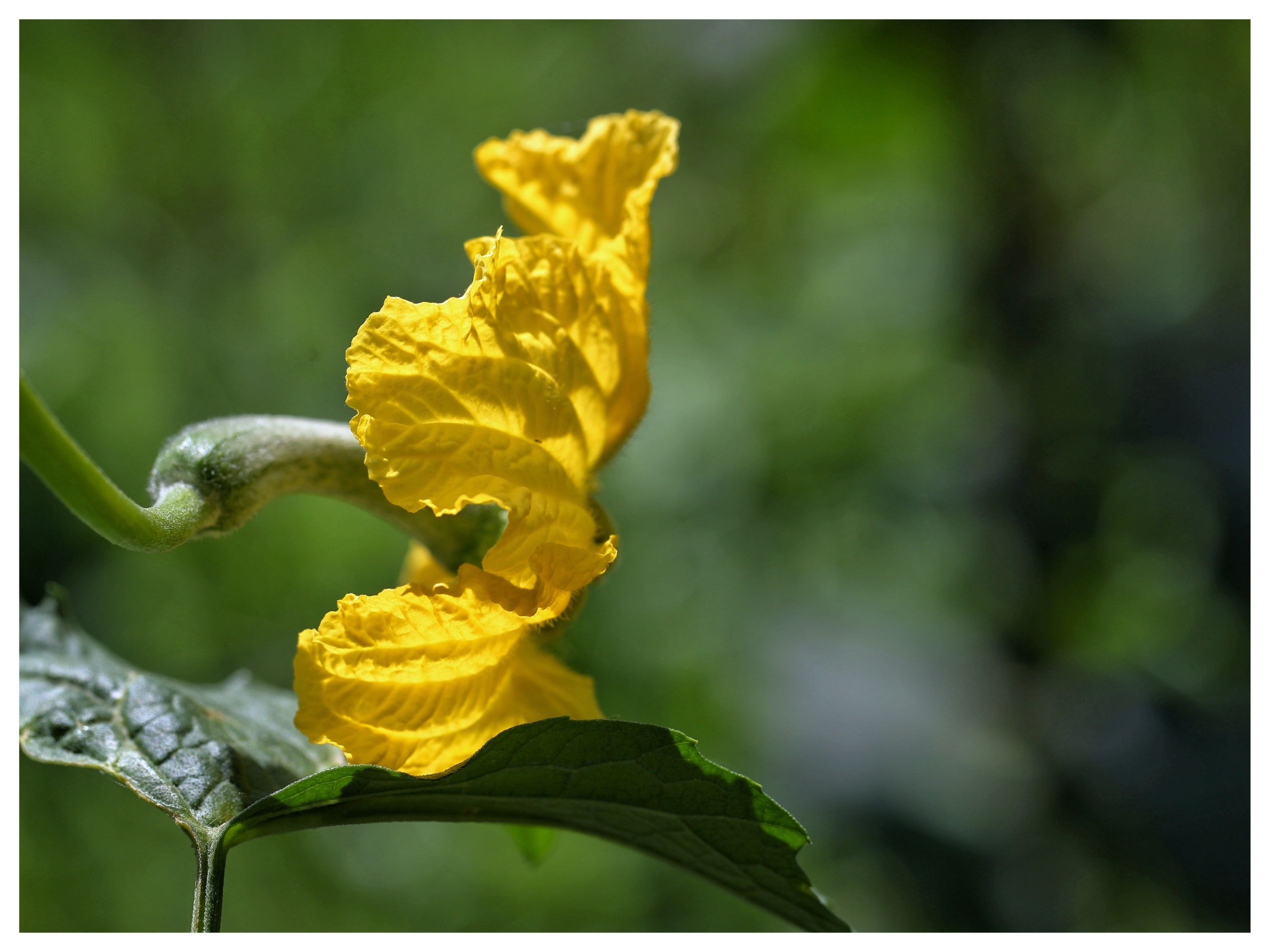 浅夏的蔬菜开花啦