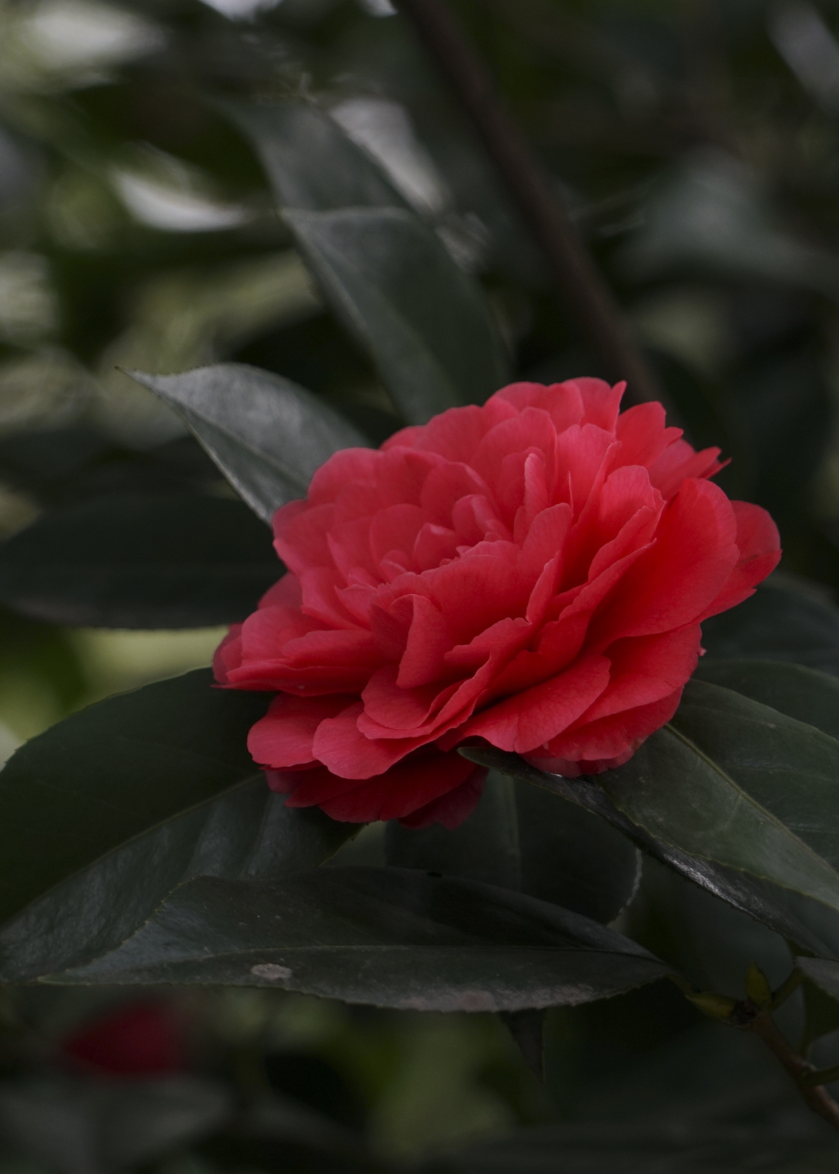 山茶花