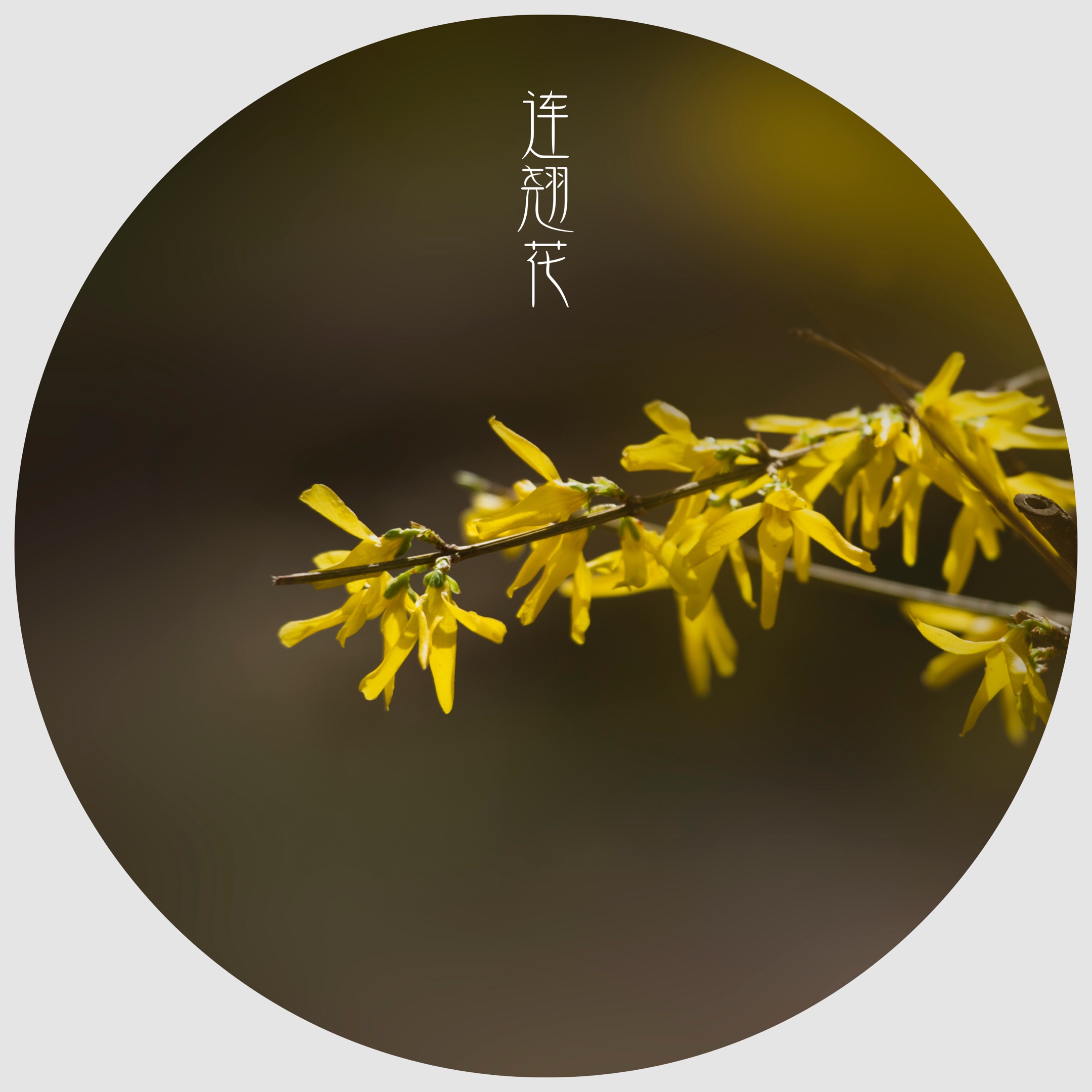 连翘花