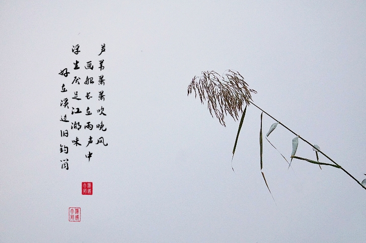 蒹葭苍苍