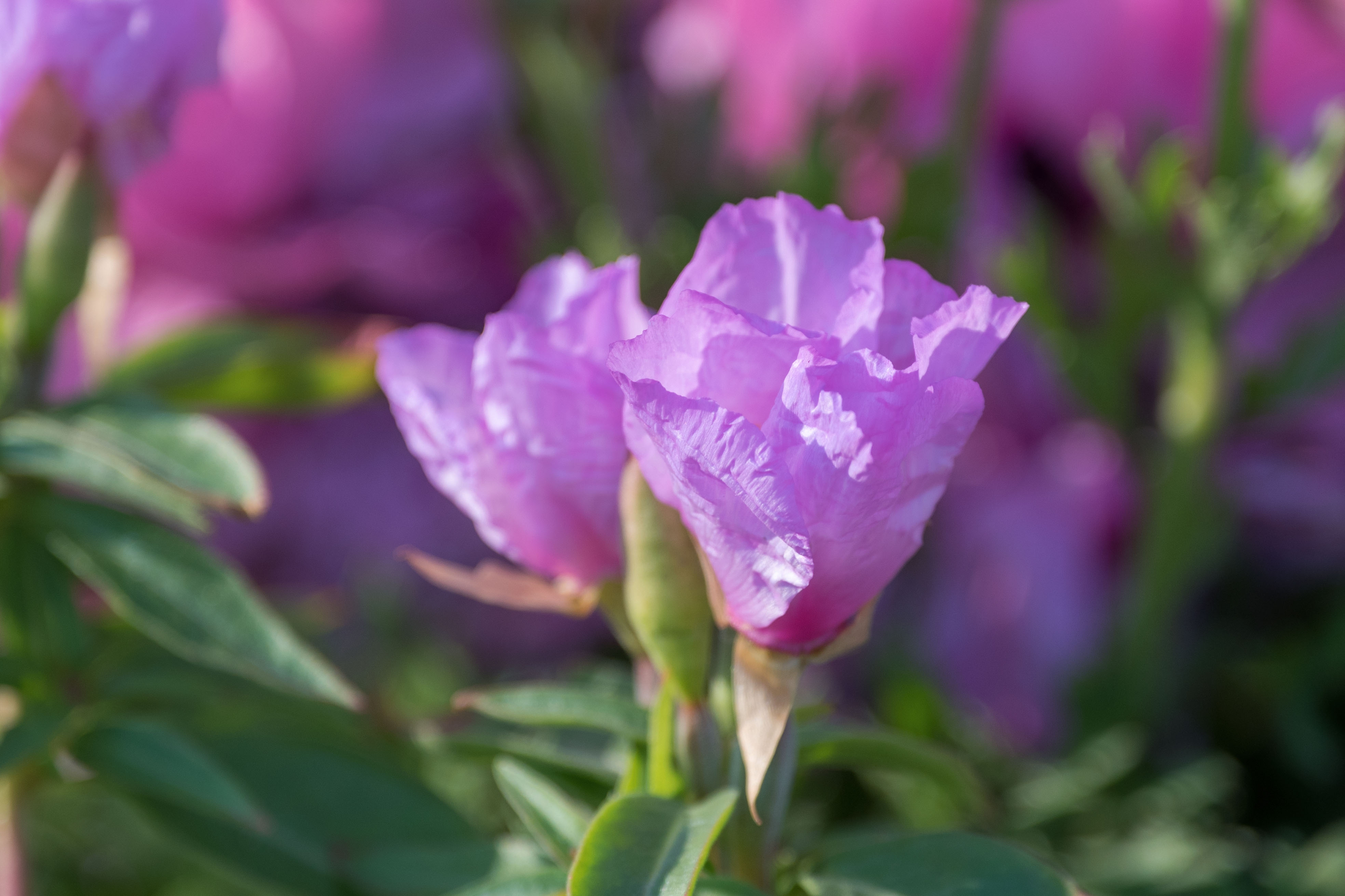 (首发)古代稀花