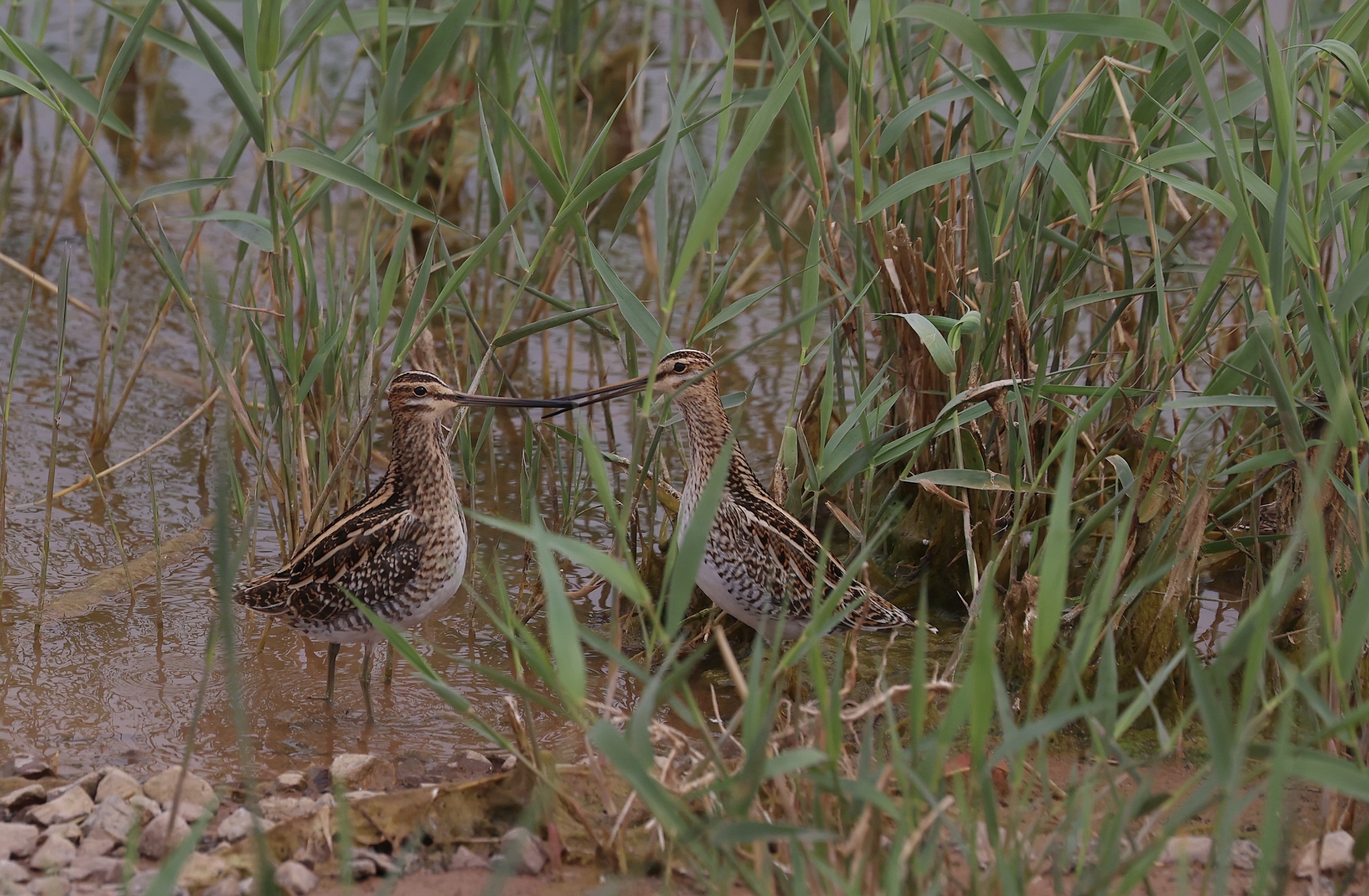 common snipe,学名:gallinago gallinago),是鸻形目丘鹬科沙锥属的