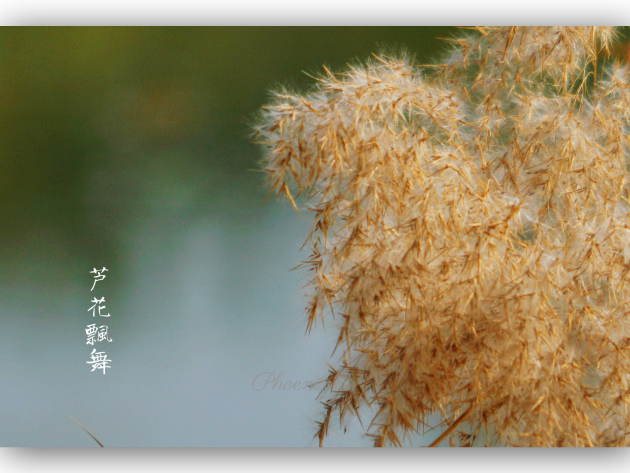 雍裕之 夹岸复连沙,枝枝摇浪花. 月明浑似雪,无处认渔家. 唐.