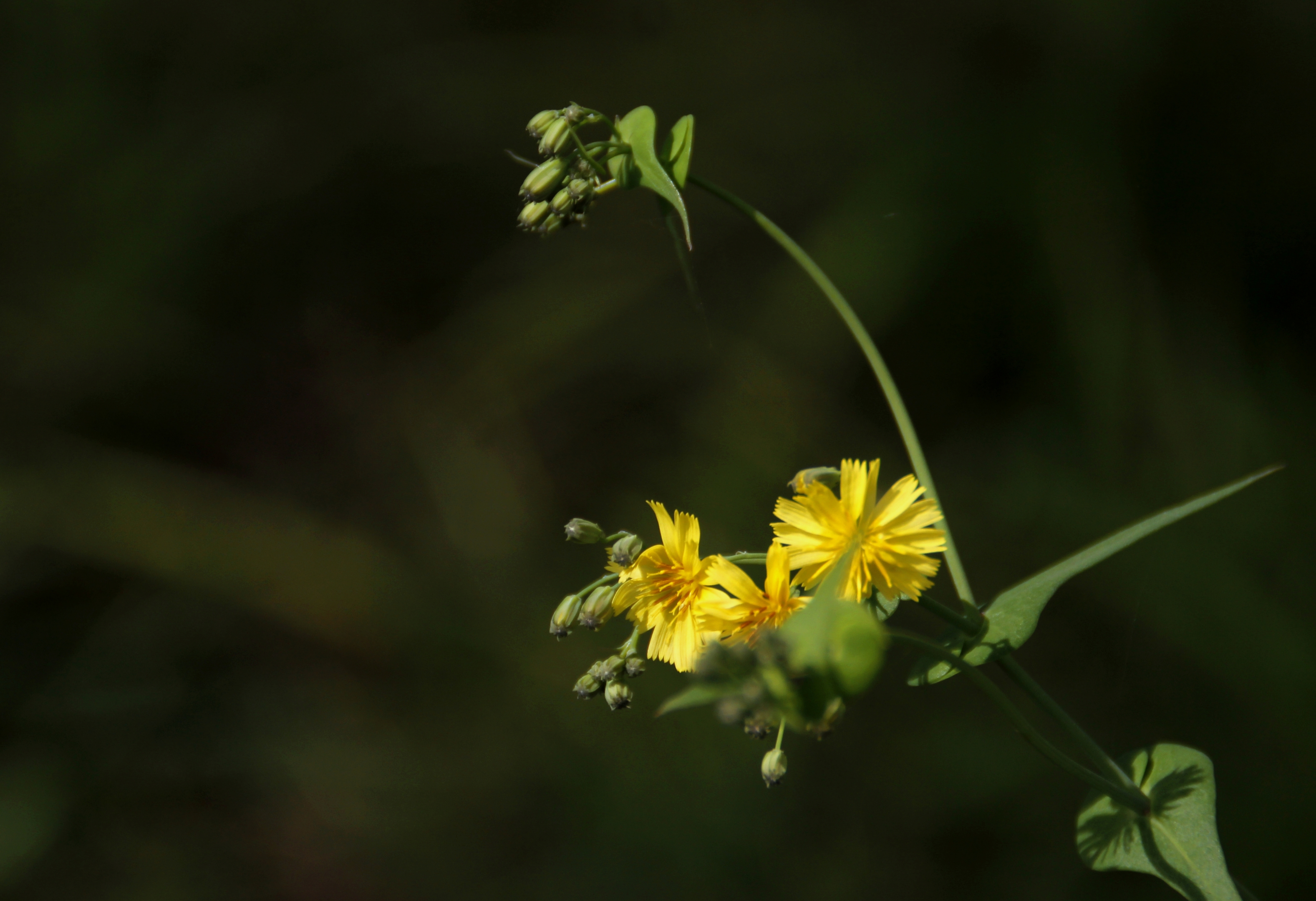 【首发】苦菜花①