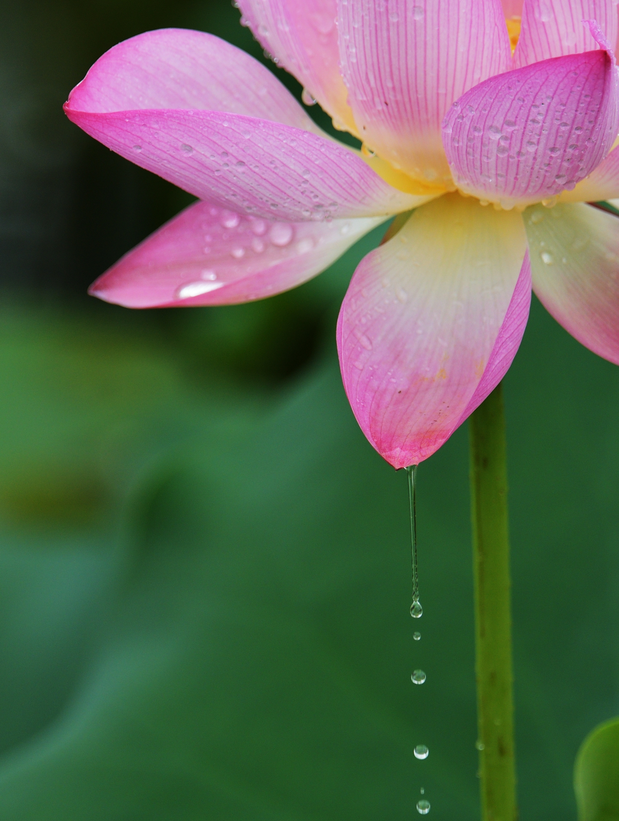 雨荷