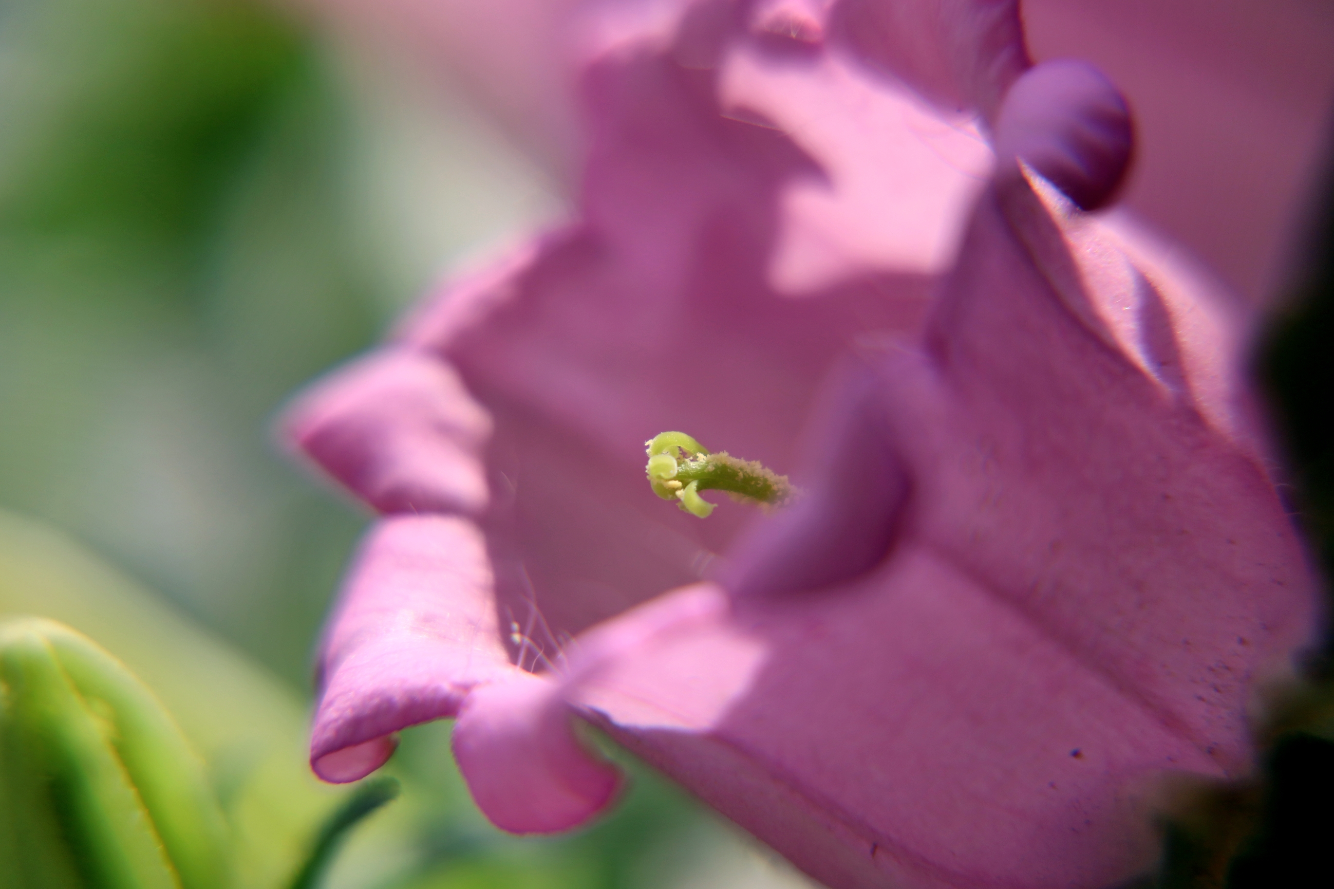 【首发】风铃草