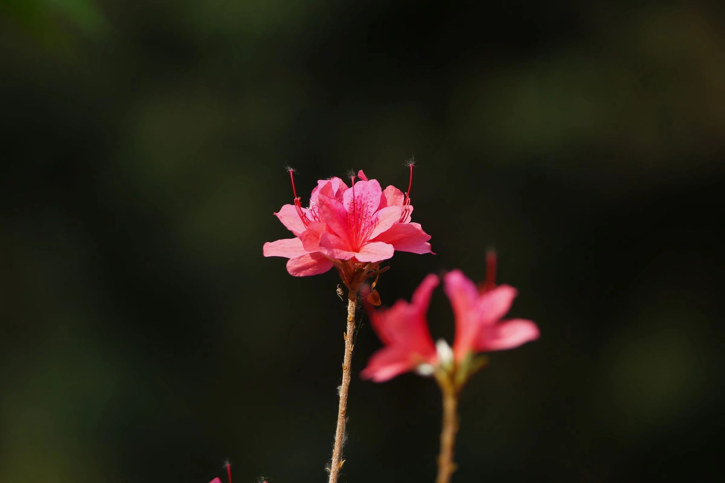 杜鹃花