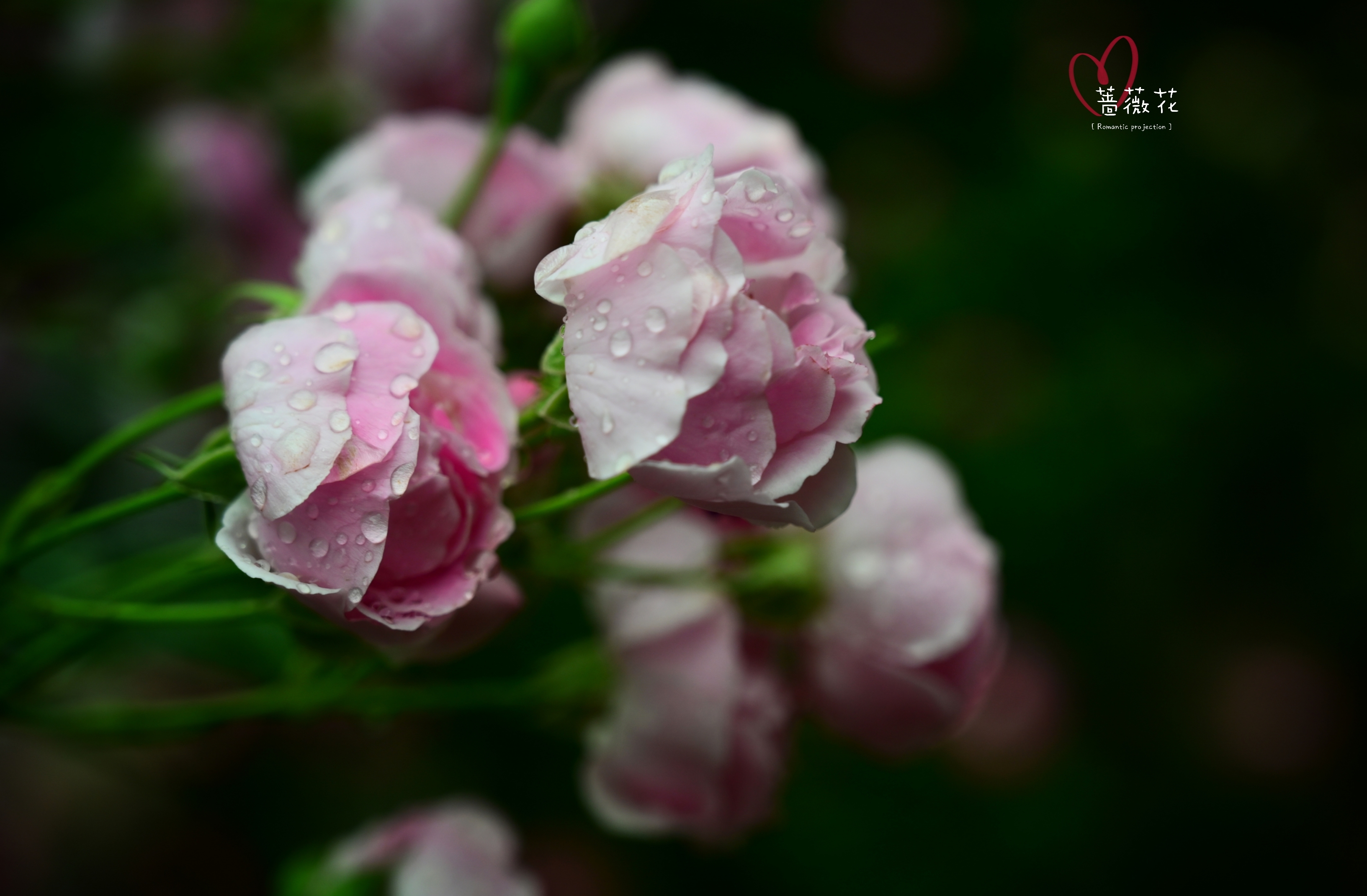 雨中蔷薇花