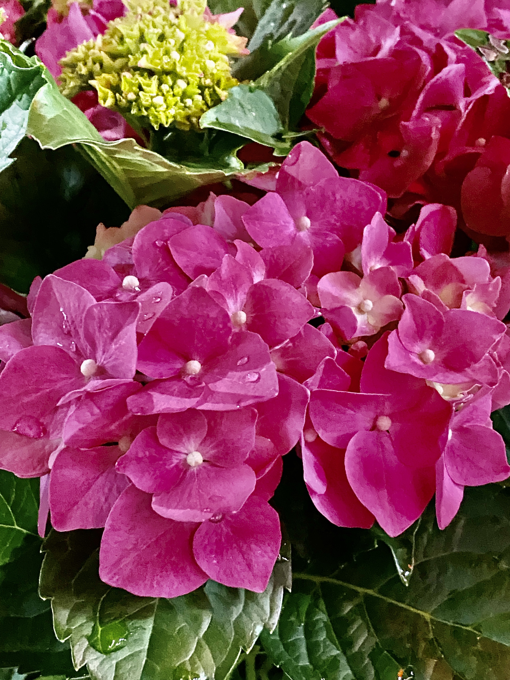 绣球花