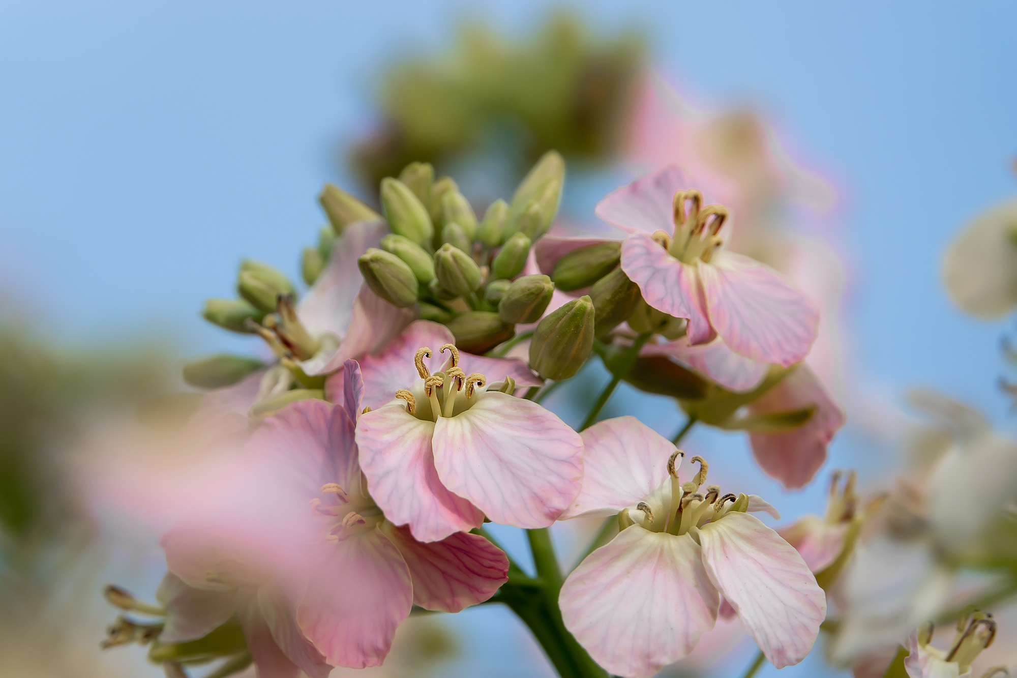 紫红色油菜花(微距)