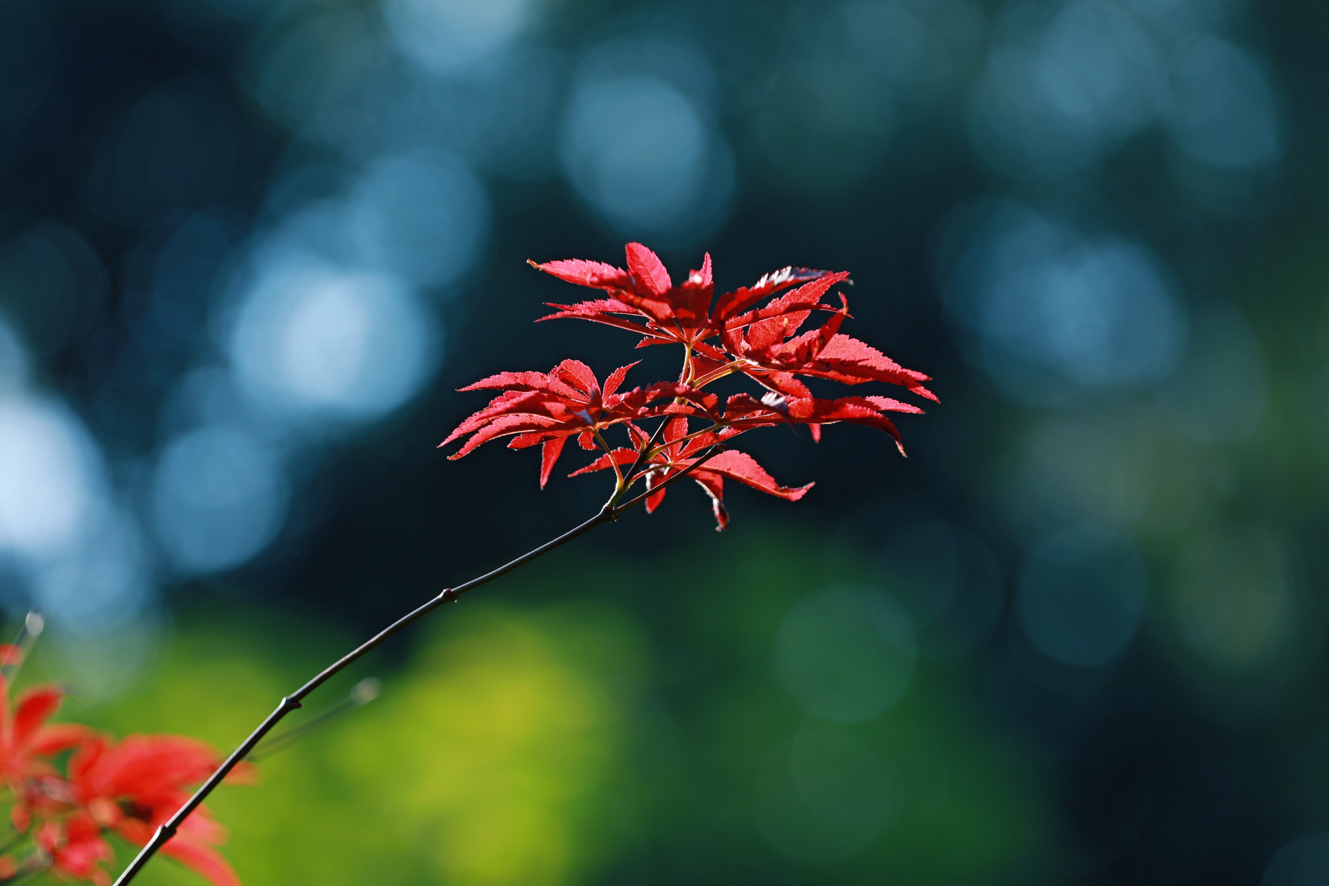 摘一片红叶,赠你一场秋的气息【摄影首发】