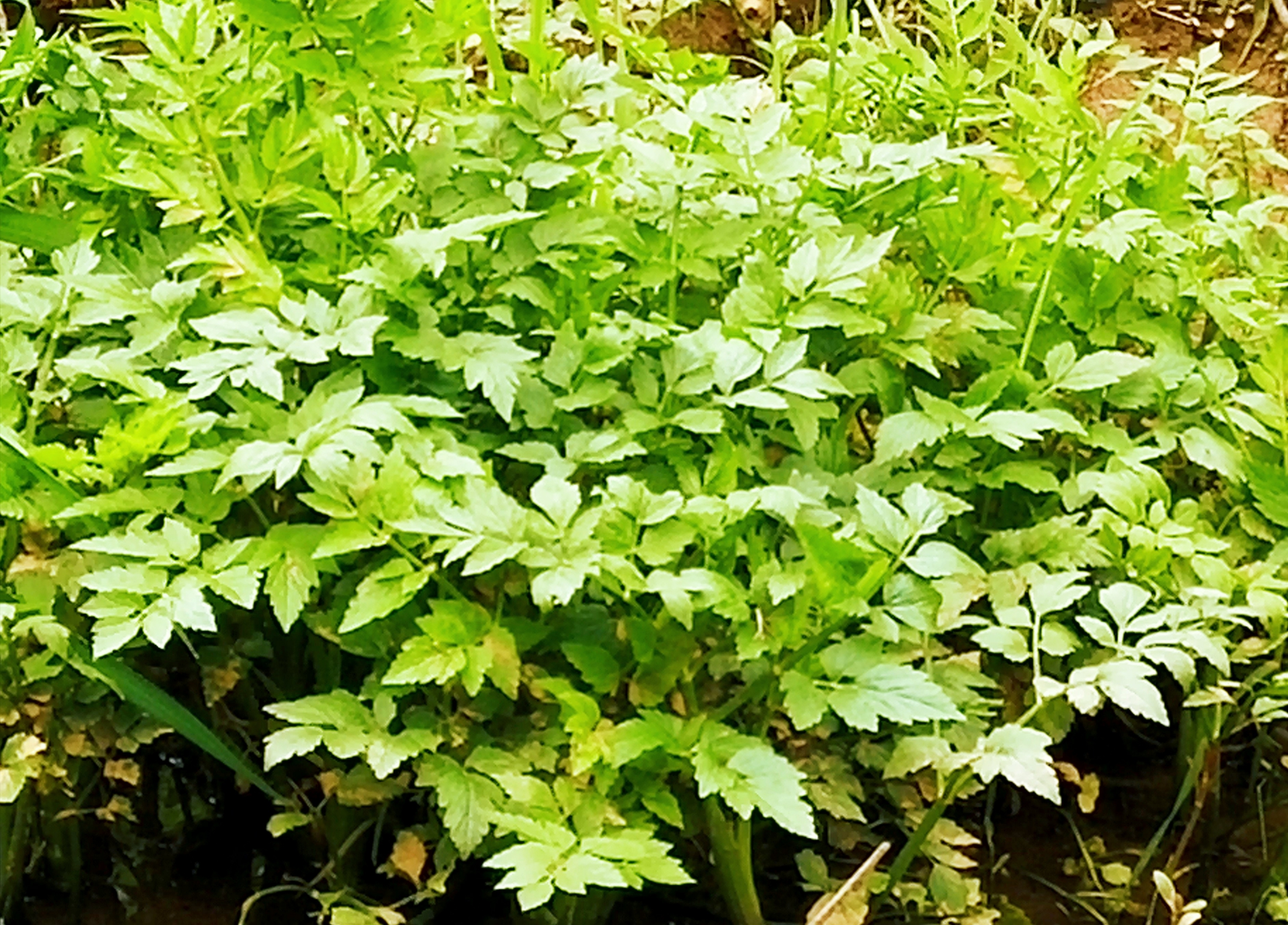 首发清香野芹菜