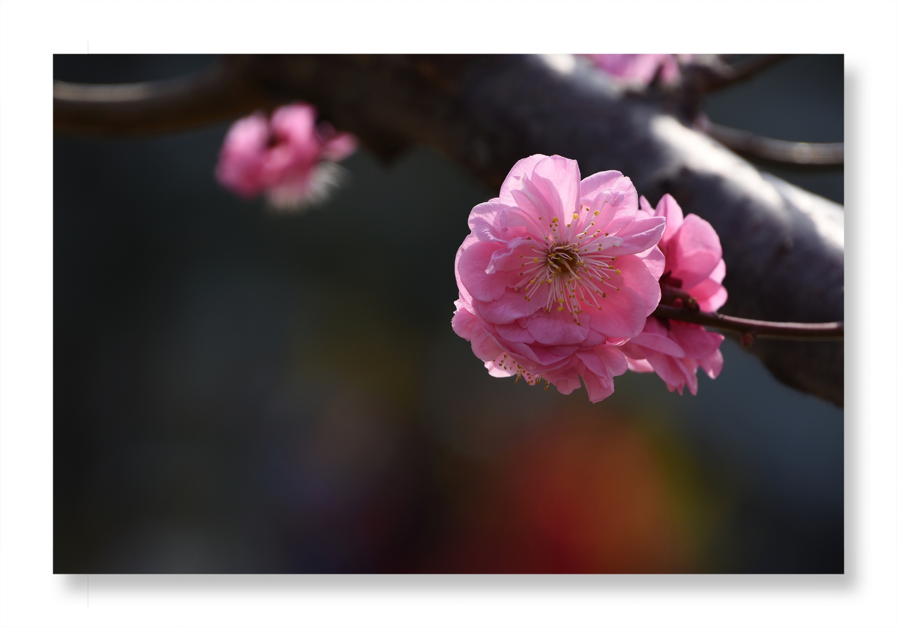 梅花影
