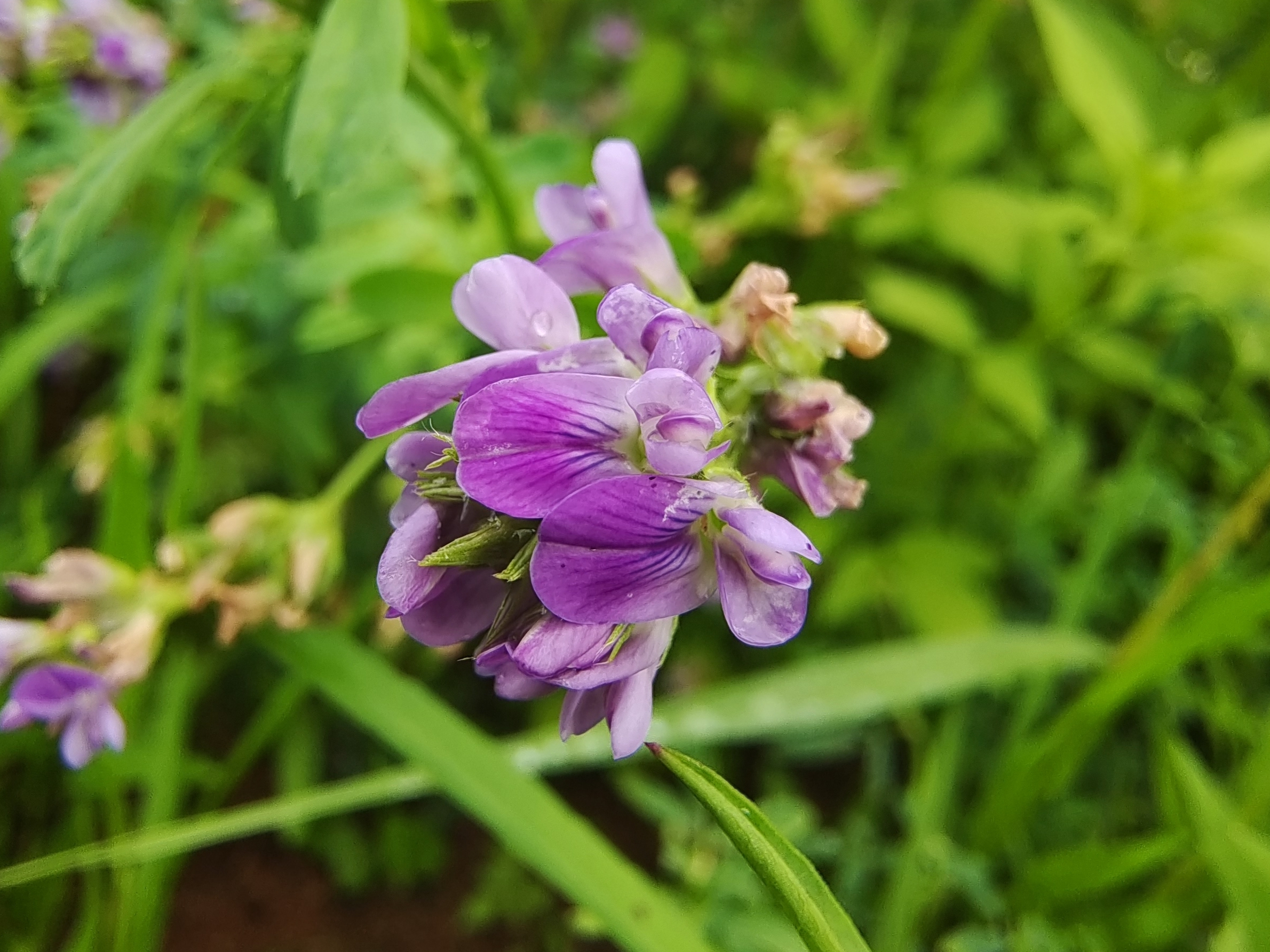 娇艳欲滴的紫苜蓿花