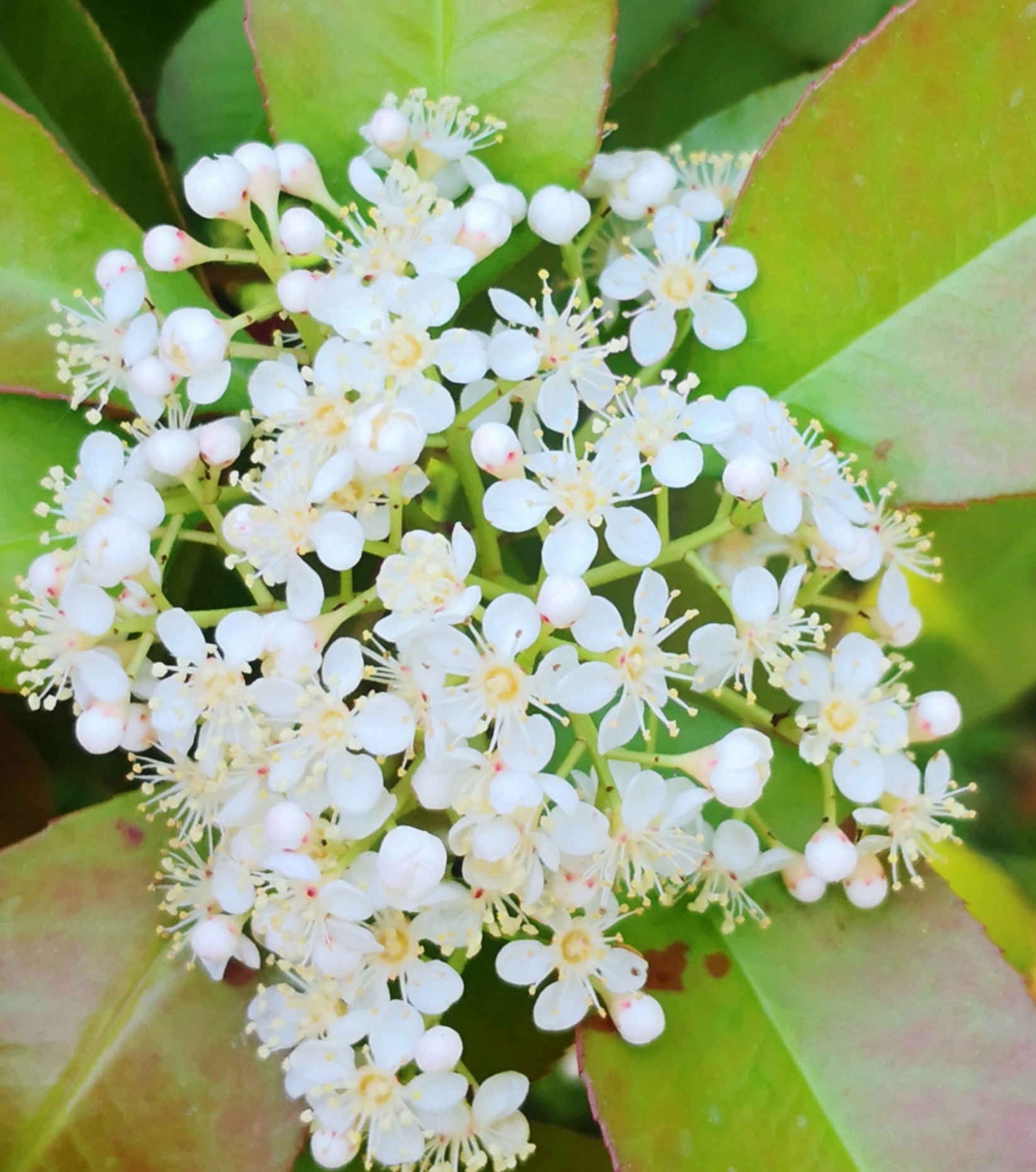 欧石楠——花期超长、花色漂亮又好养的盆栽植物 - 知乎