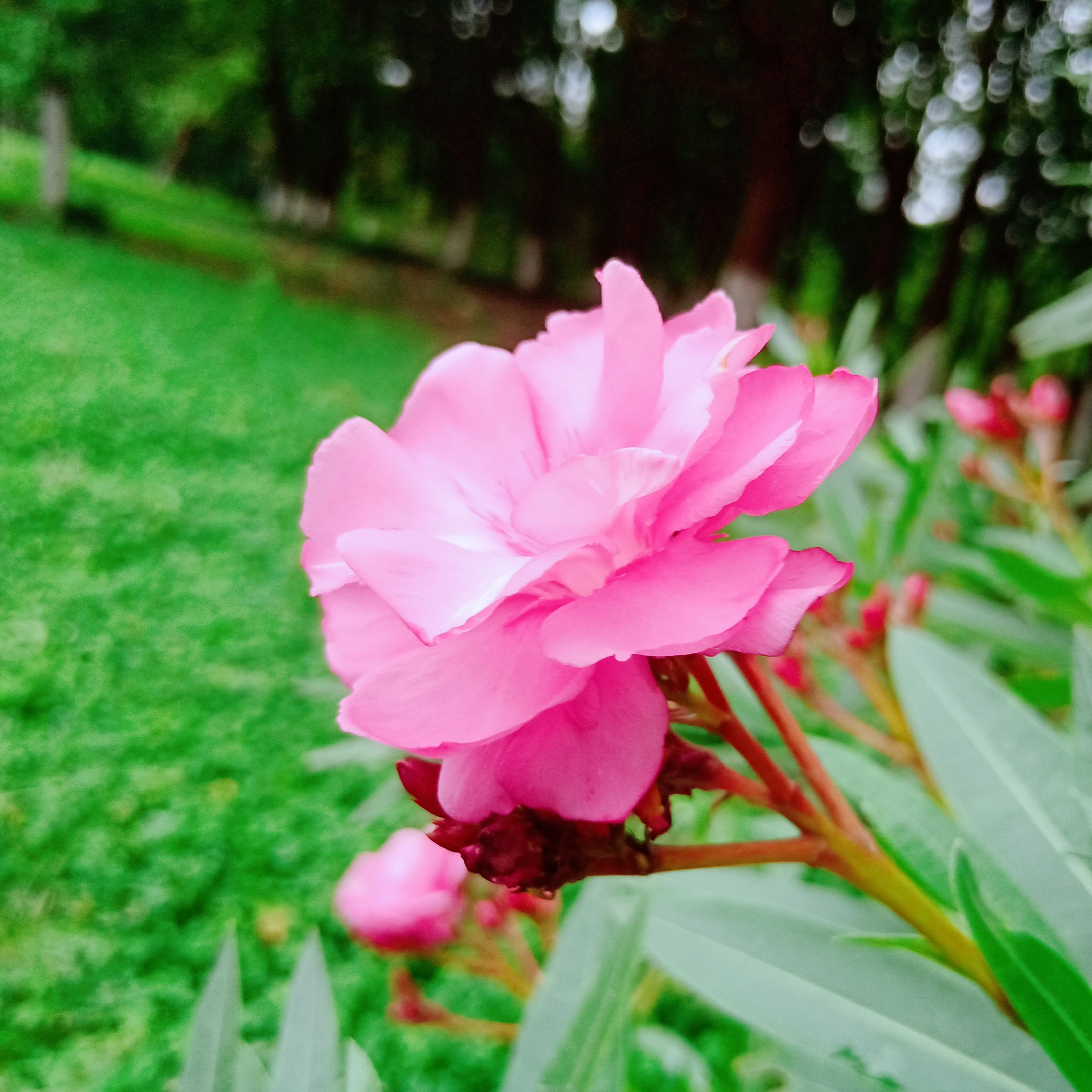 欧洲夹竹桃