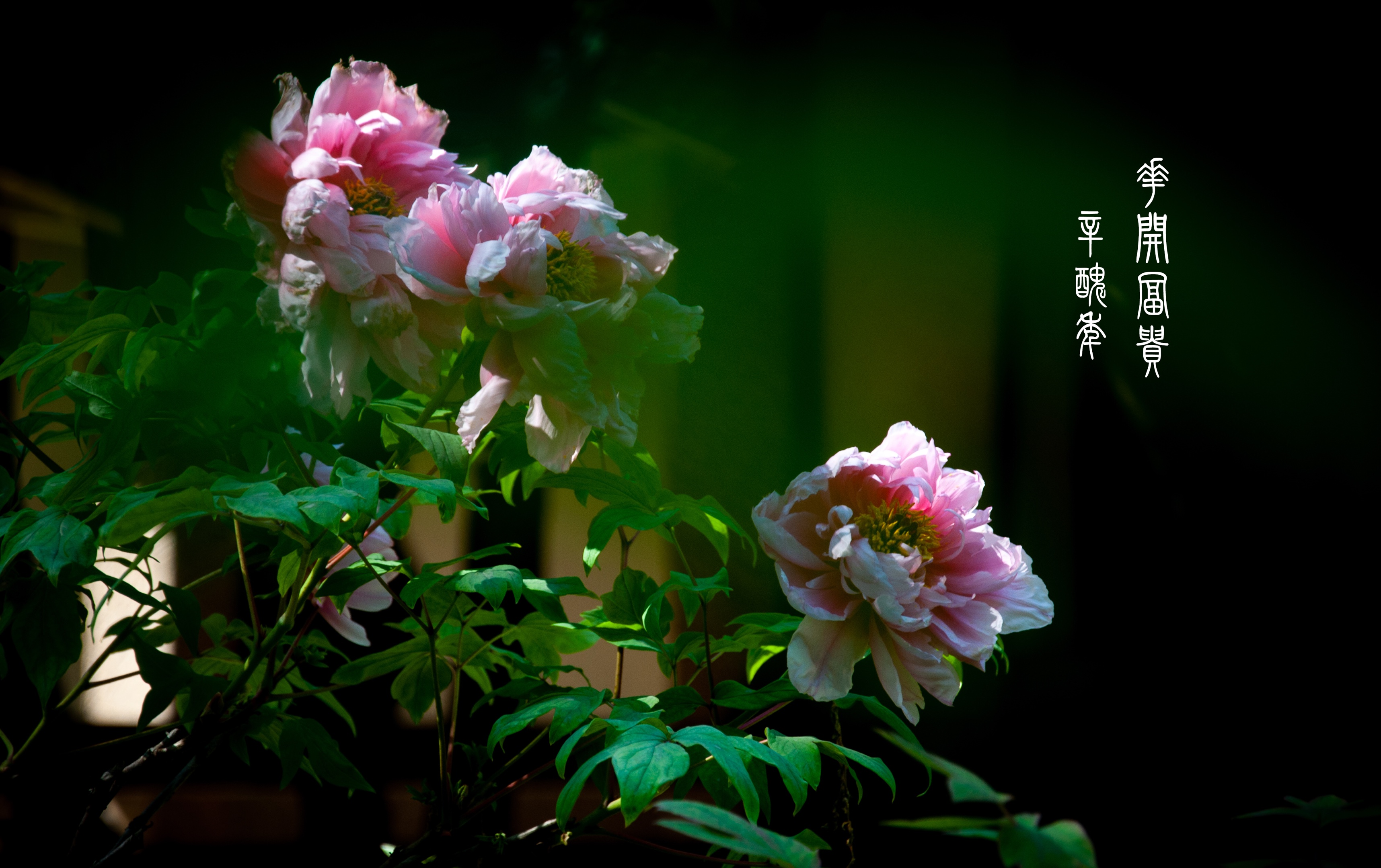 唐代诗人李正封所写的《牡丹诗》五言绝句,把牡丹花早晨含露珠的醉态