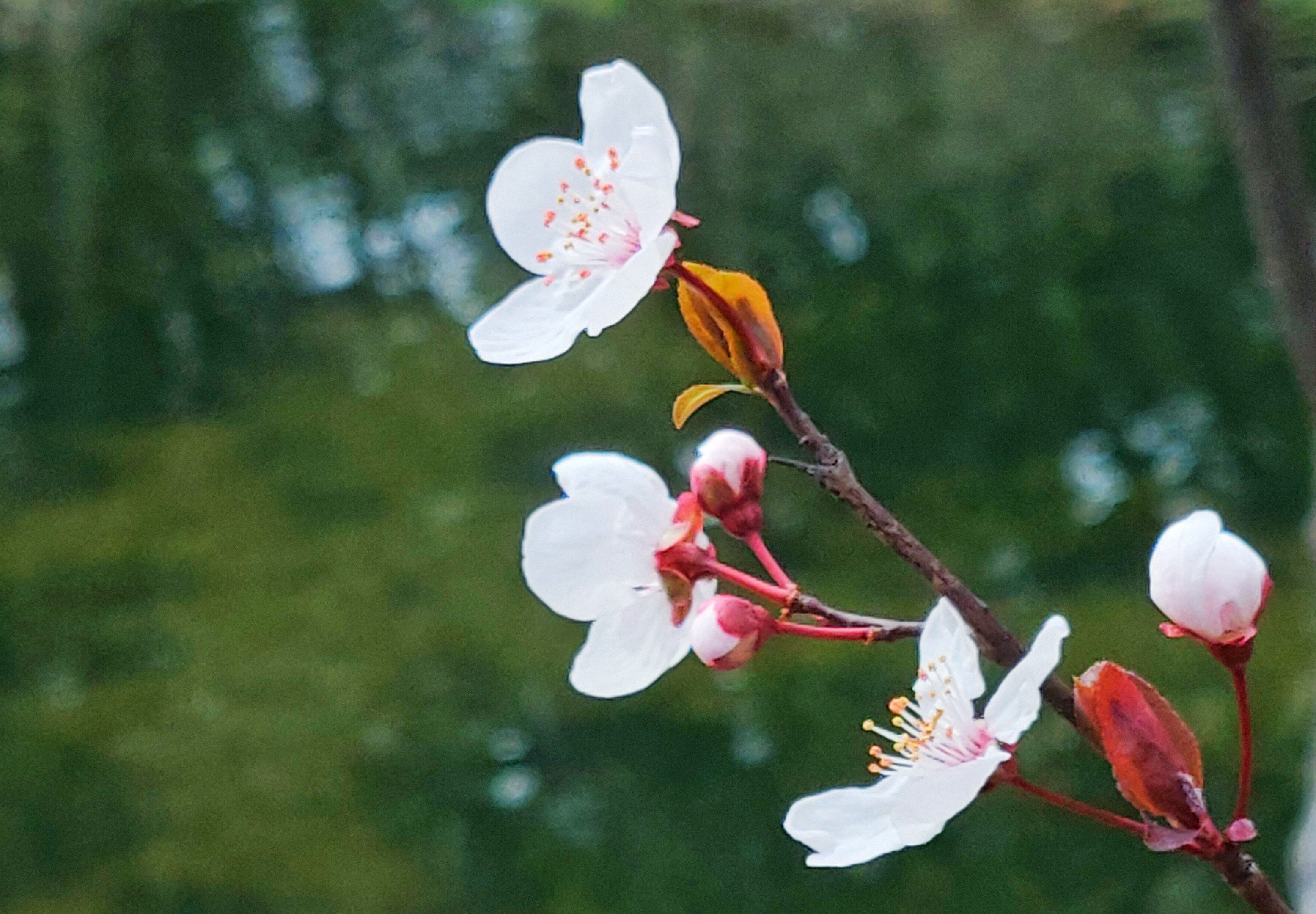 随走随拍(二)《樱桃李花》