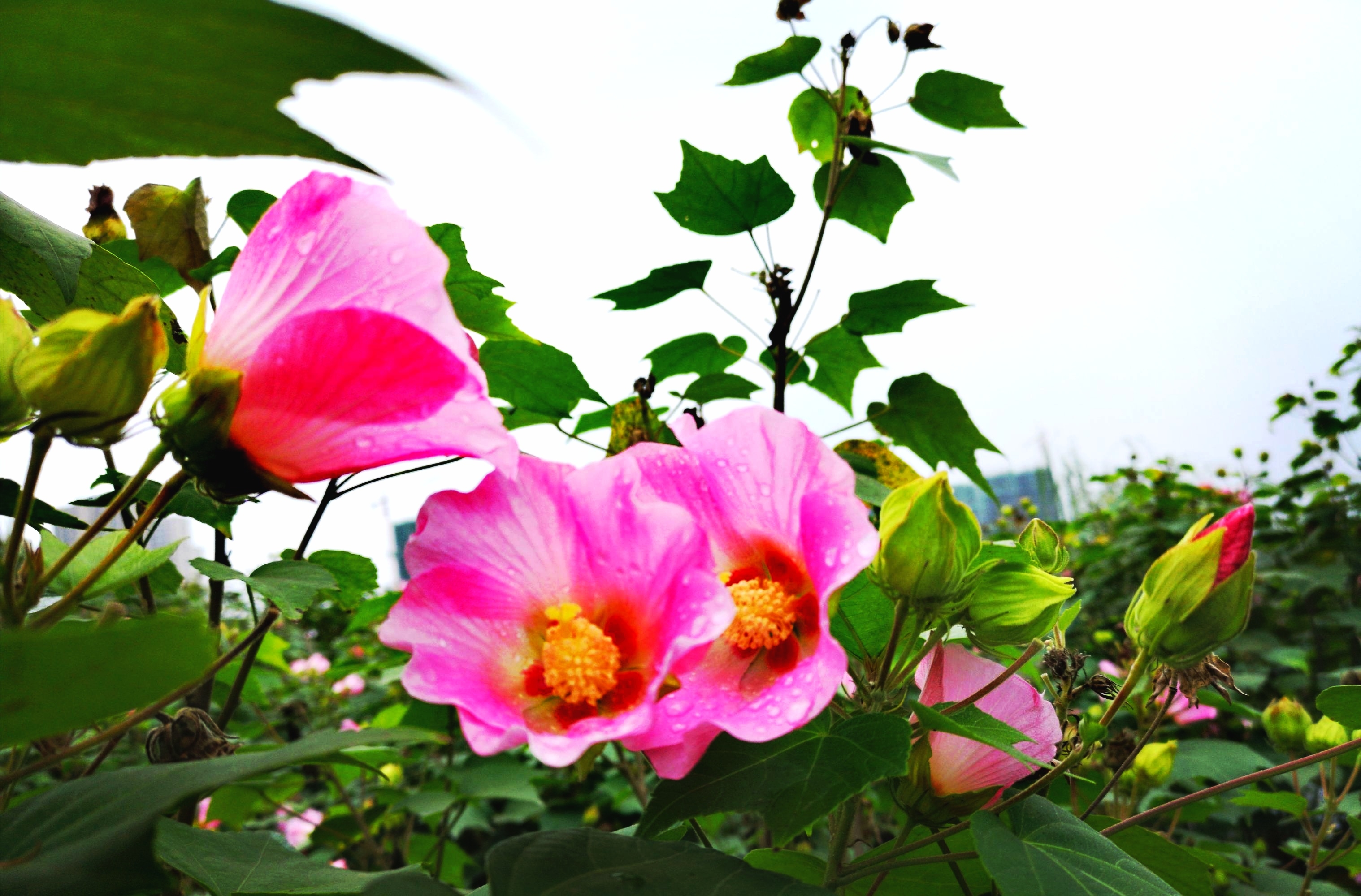 变色大师木芙蓉