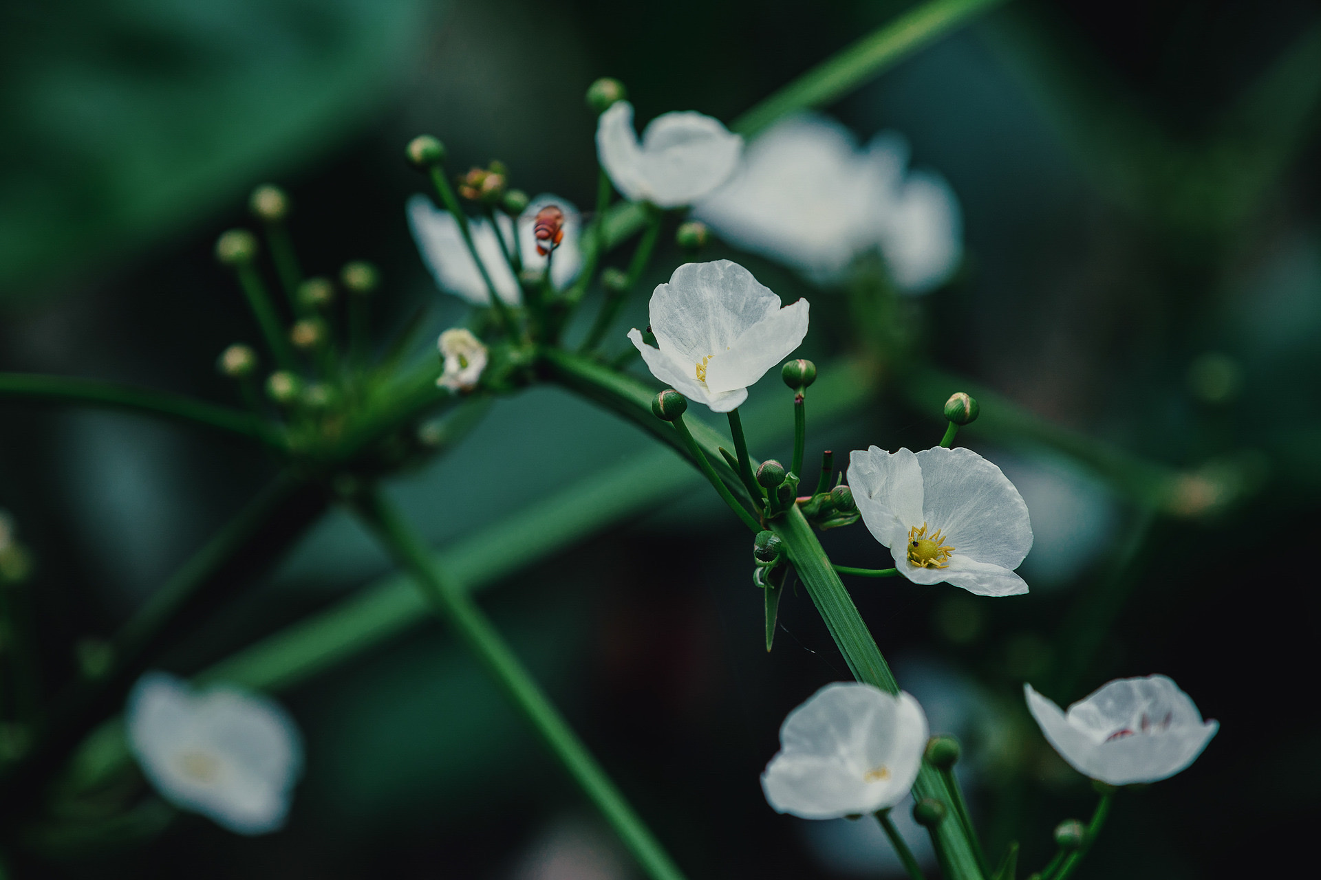 【首发】白色慈姑花