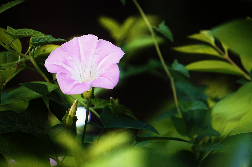 粉粉的打碗花