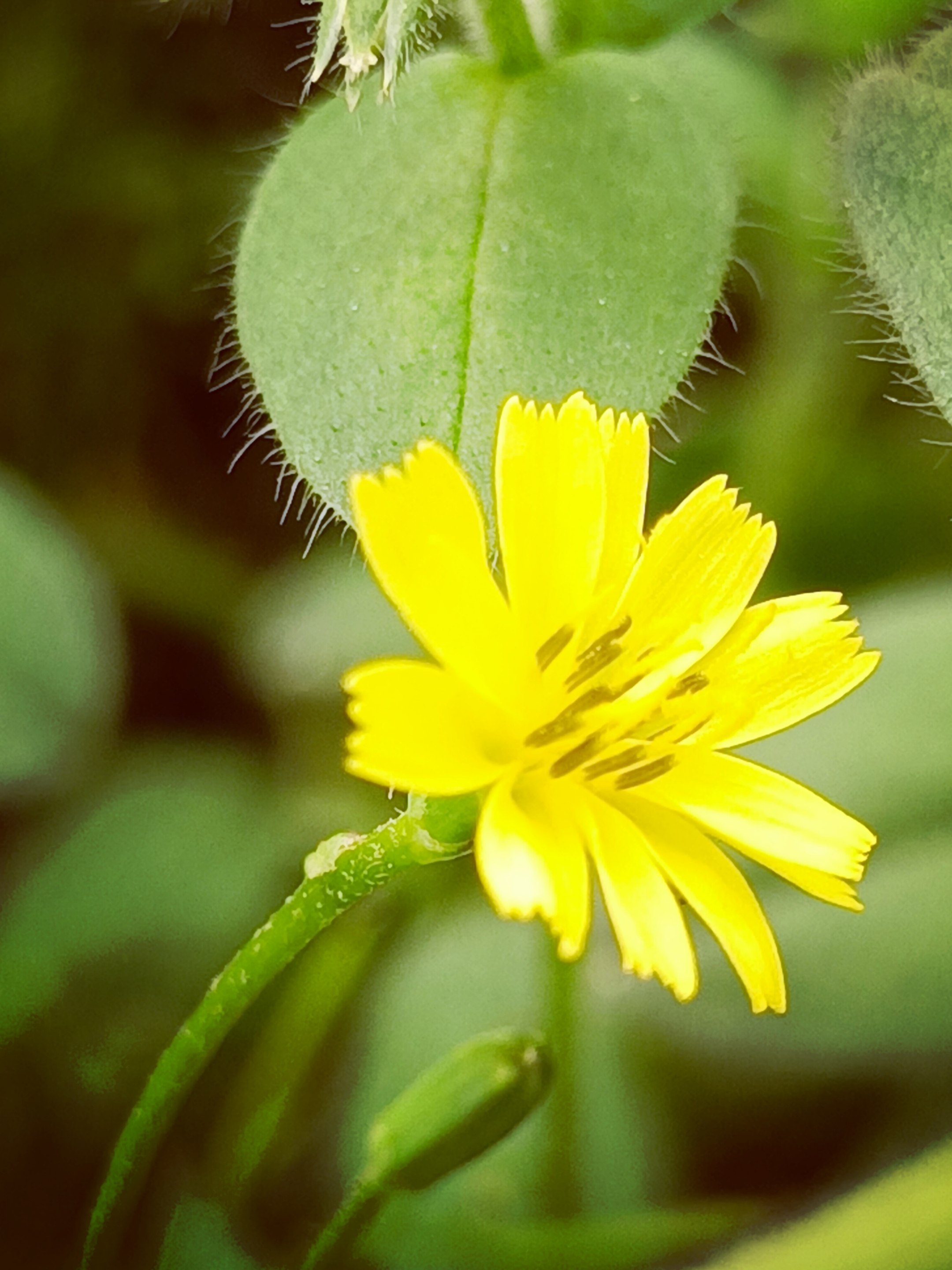 首发稻槎菜