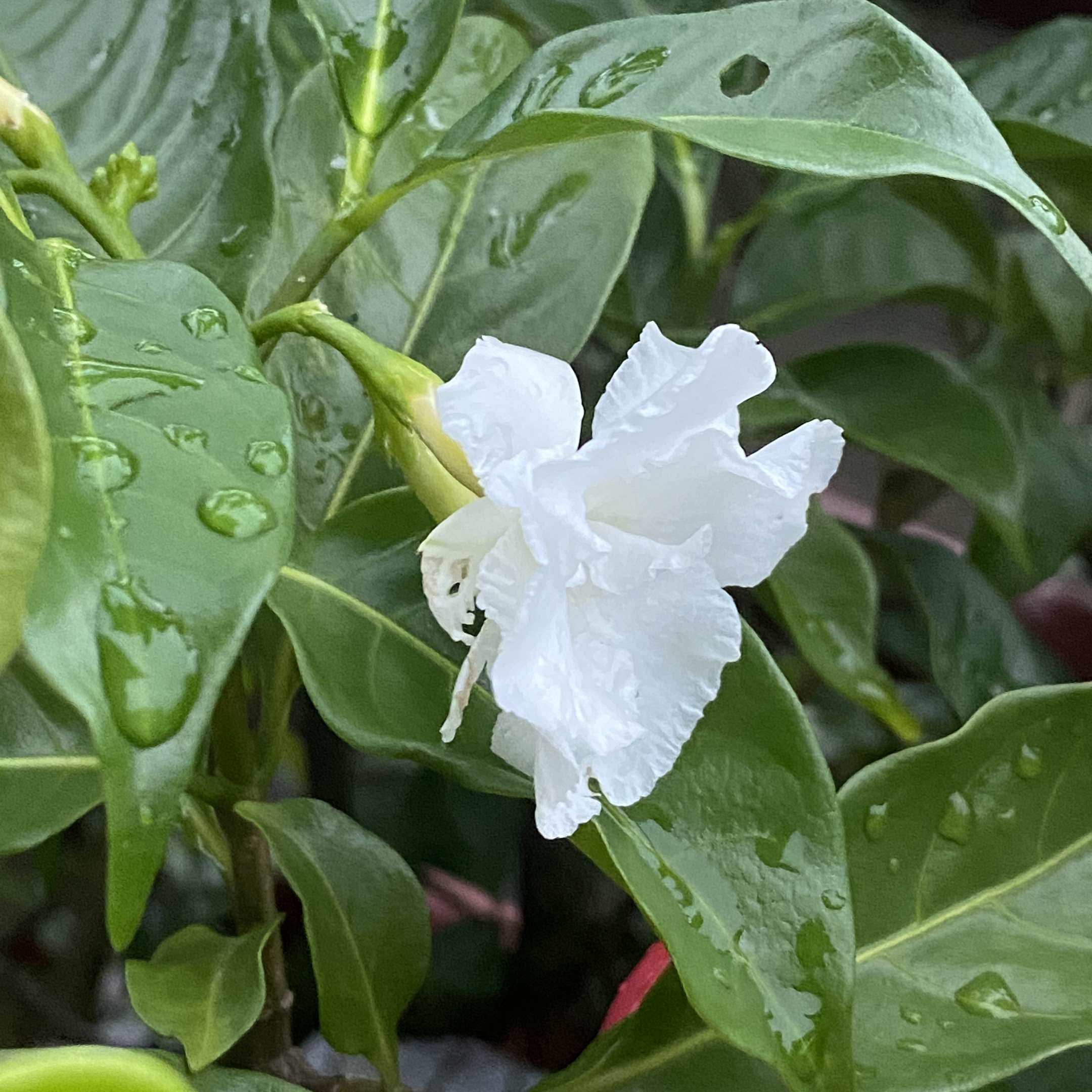 白蟾花