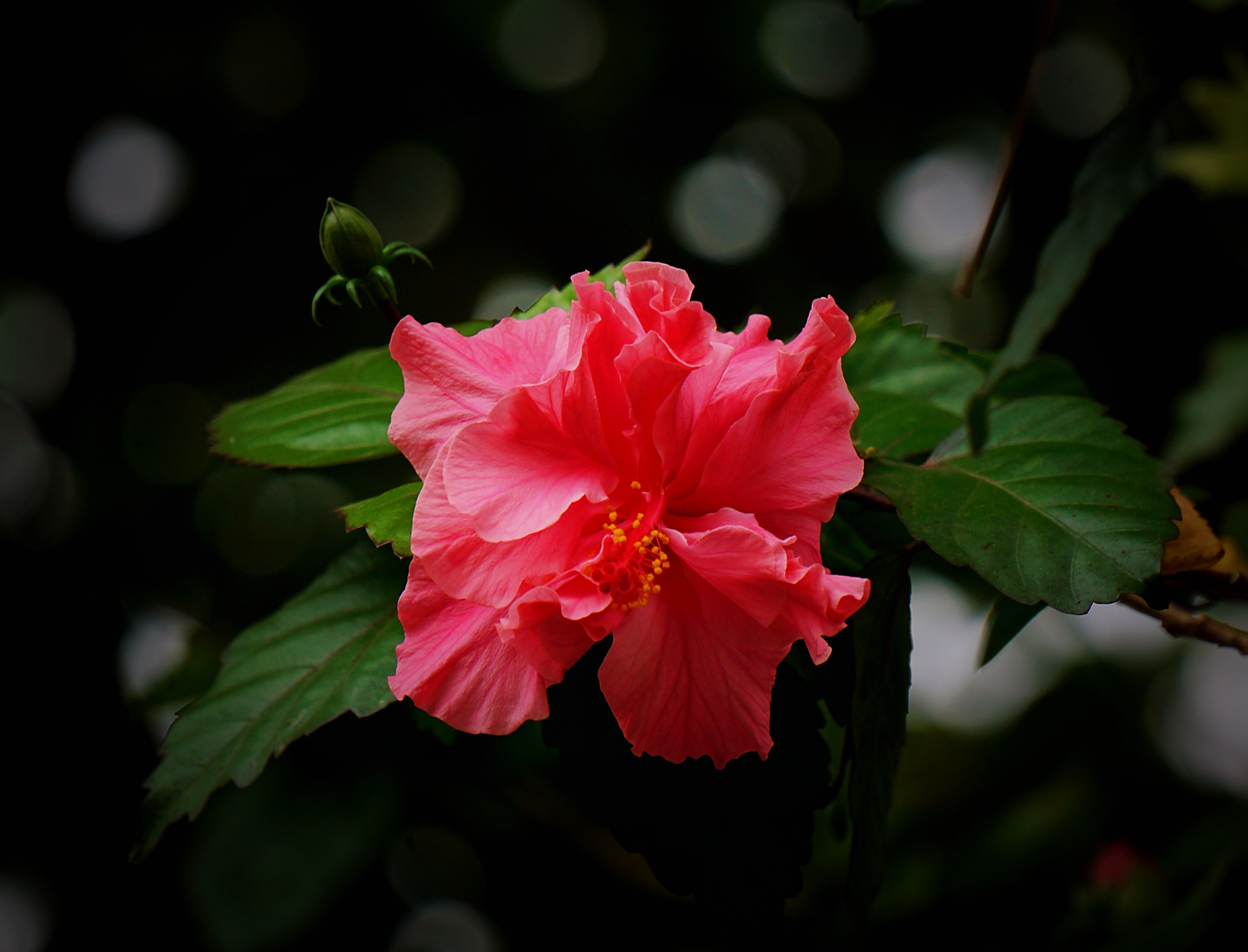 重瓣朱槿花(首发)