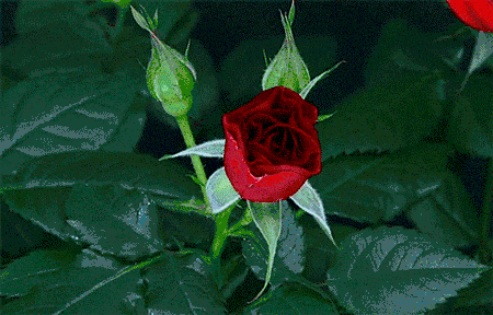 红花独白