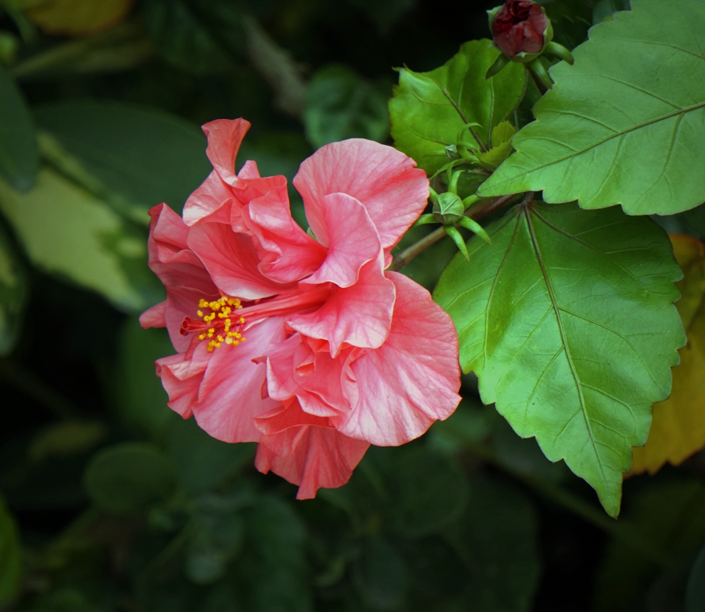 重瓣朱槿花-3(首发)