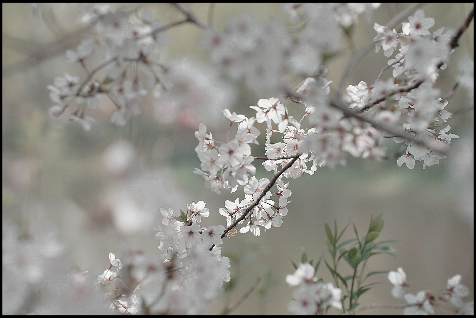 樱花雪