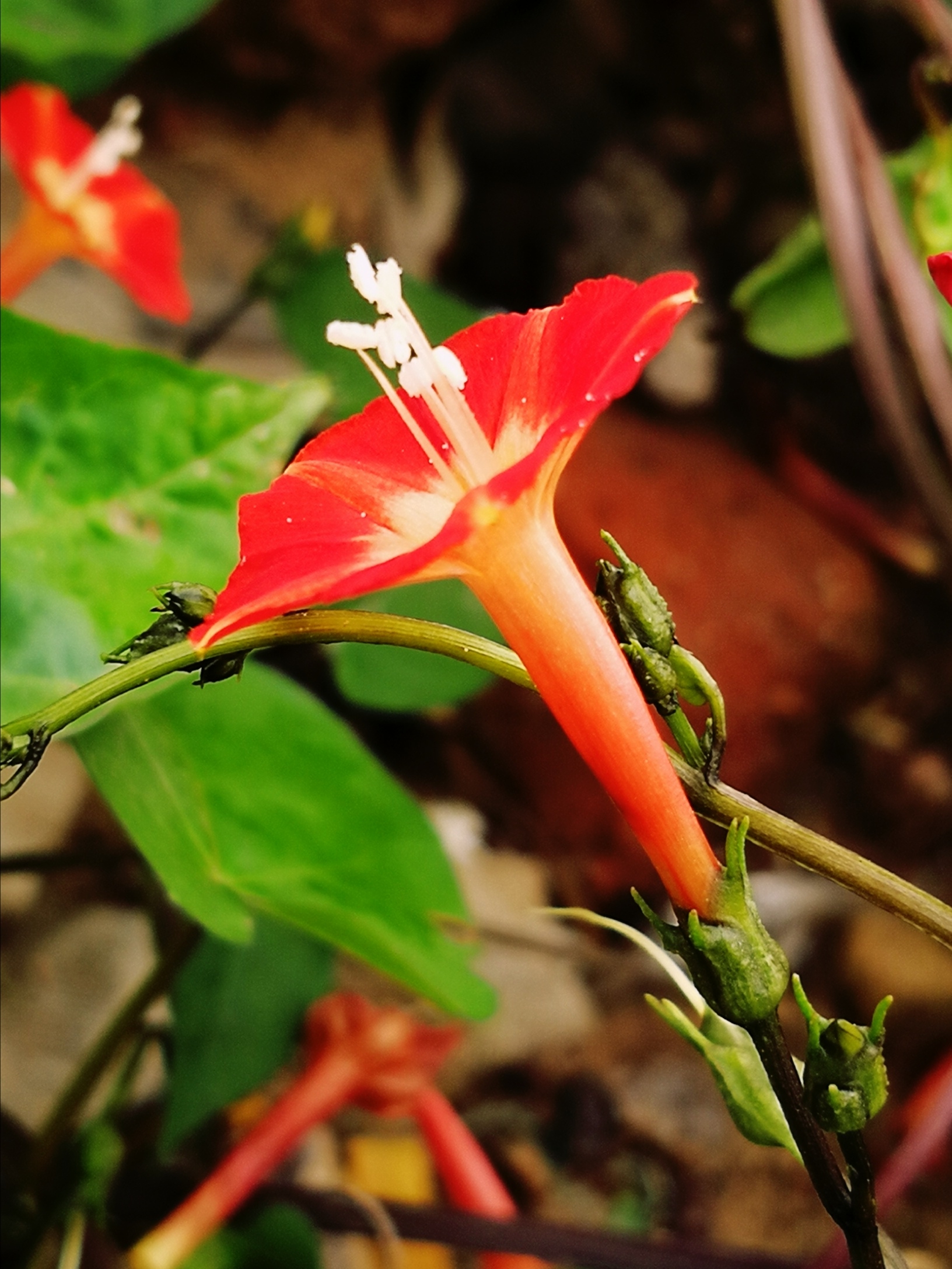 橙红茑萝(学名:ipomoea cholulensis kunth)是旋花科茑萝属植物,一年