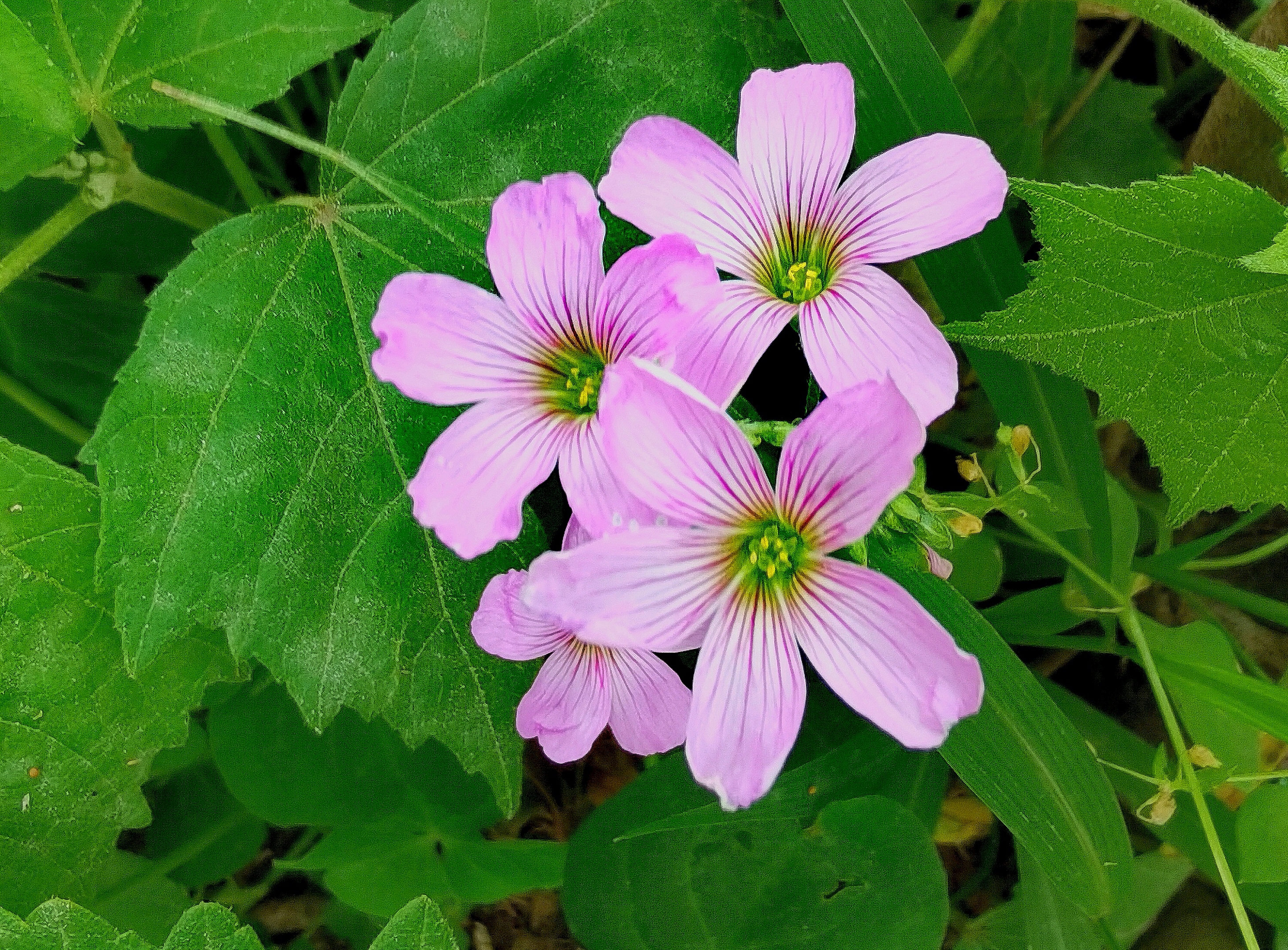 首发红花酢浆草