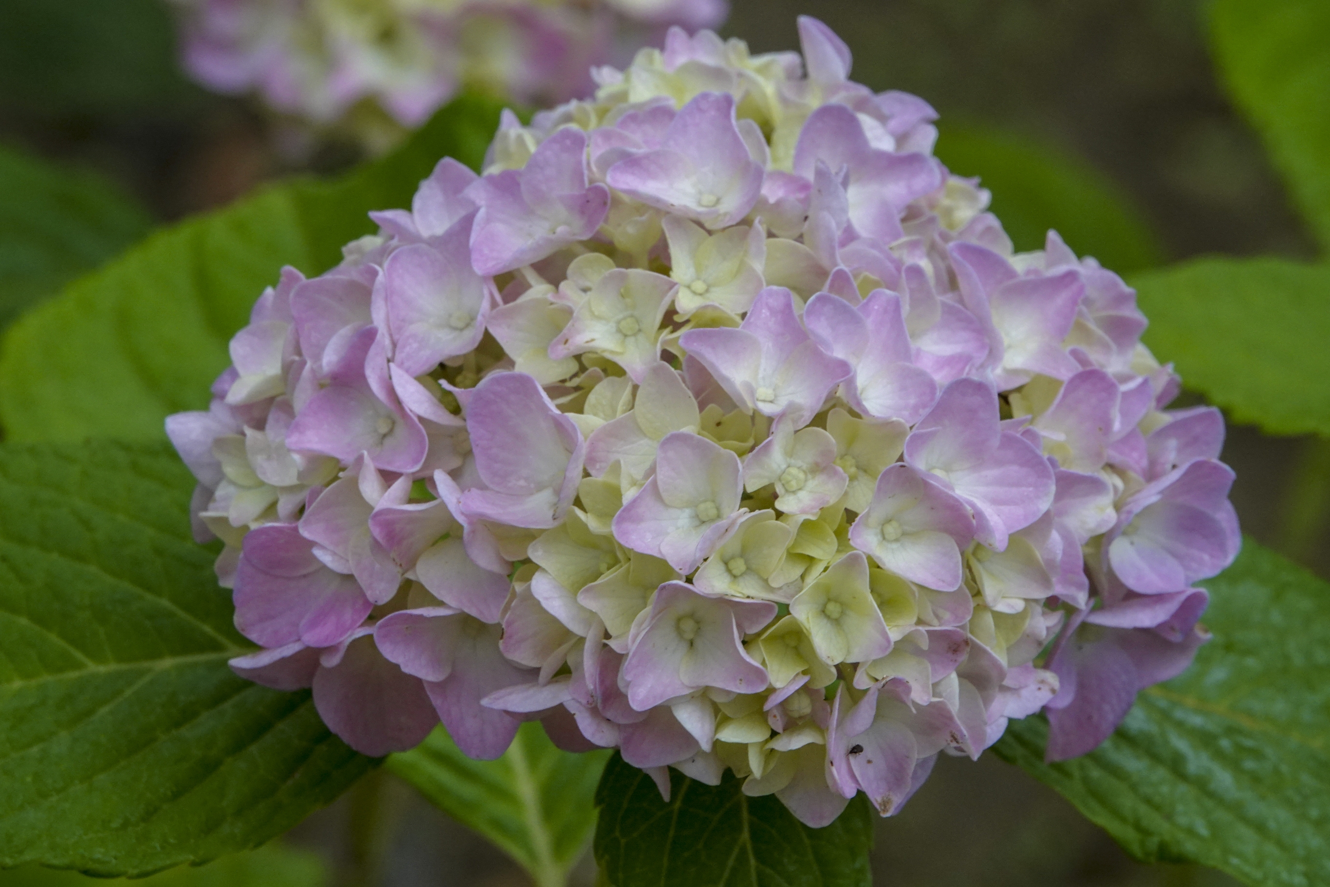 5毫米.花期6-8月.     别名:八仙花,粉团花,草绣球,紫