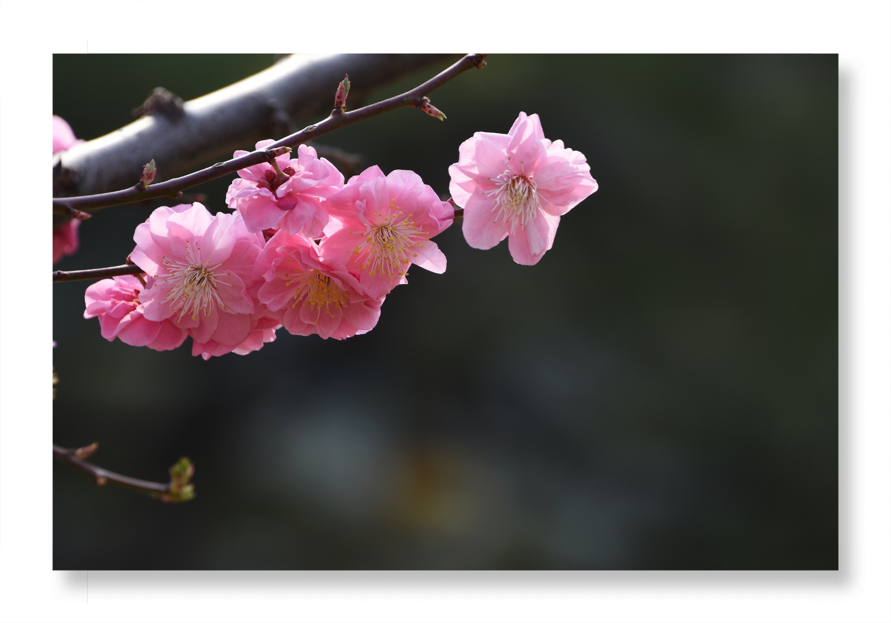 梅花影