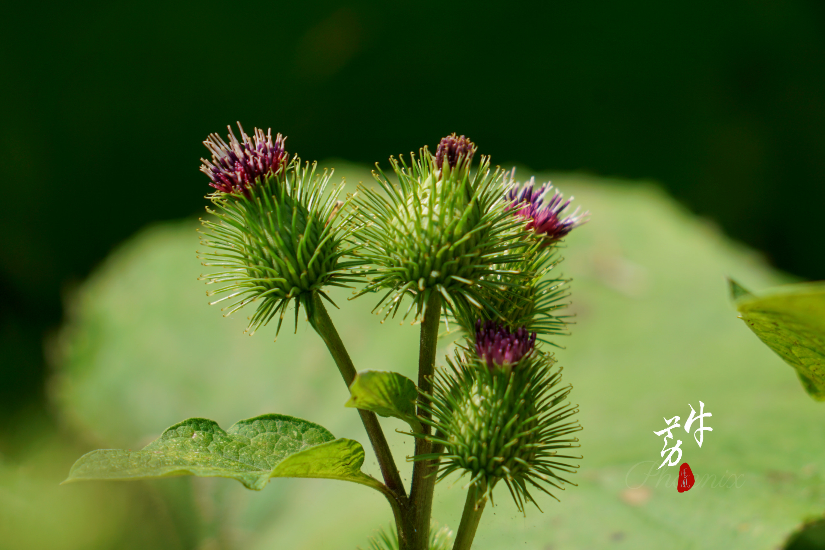 中草药牛蒡首发
