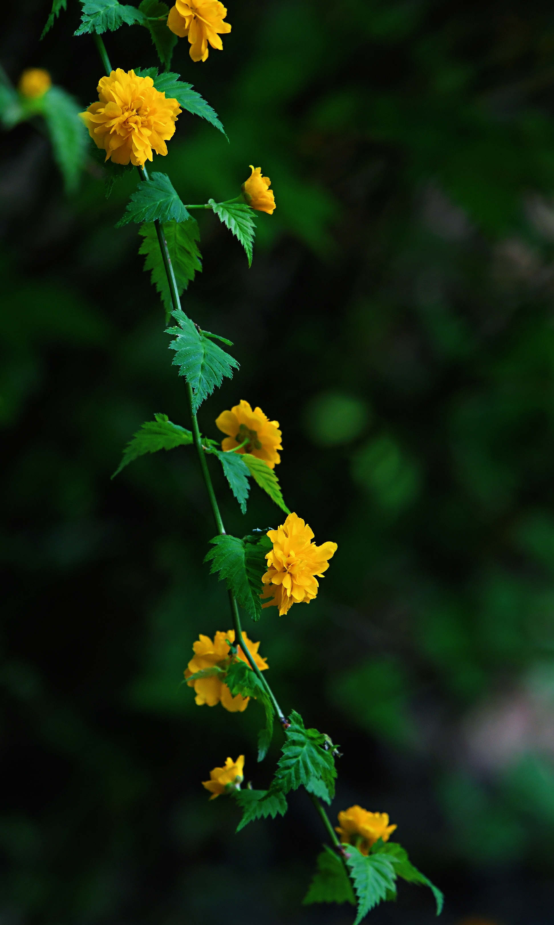 重瓣棣棠花