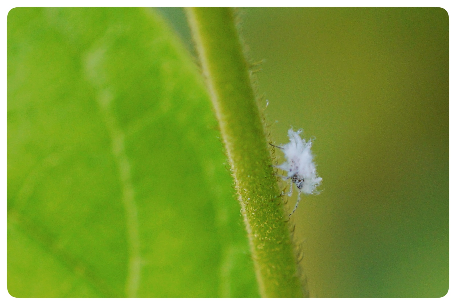 这是蚜虫,白色的,少见.