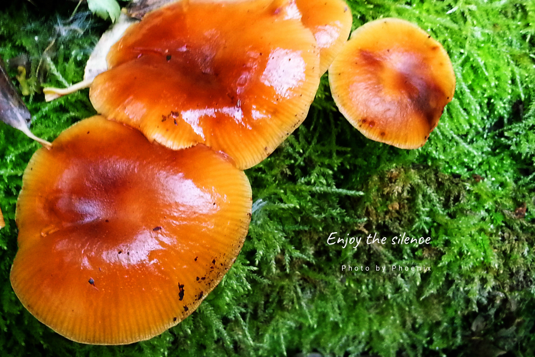 野生蘑菇:淡淡的清香,浓浓的味道