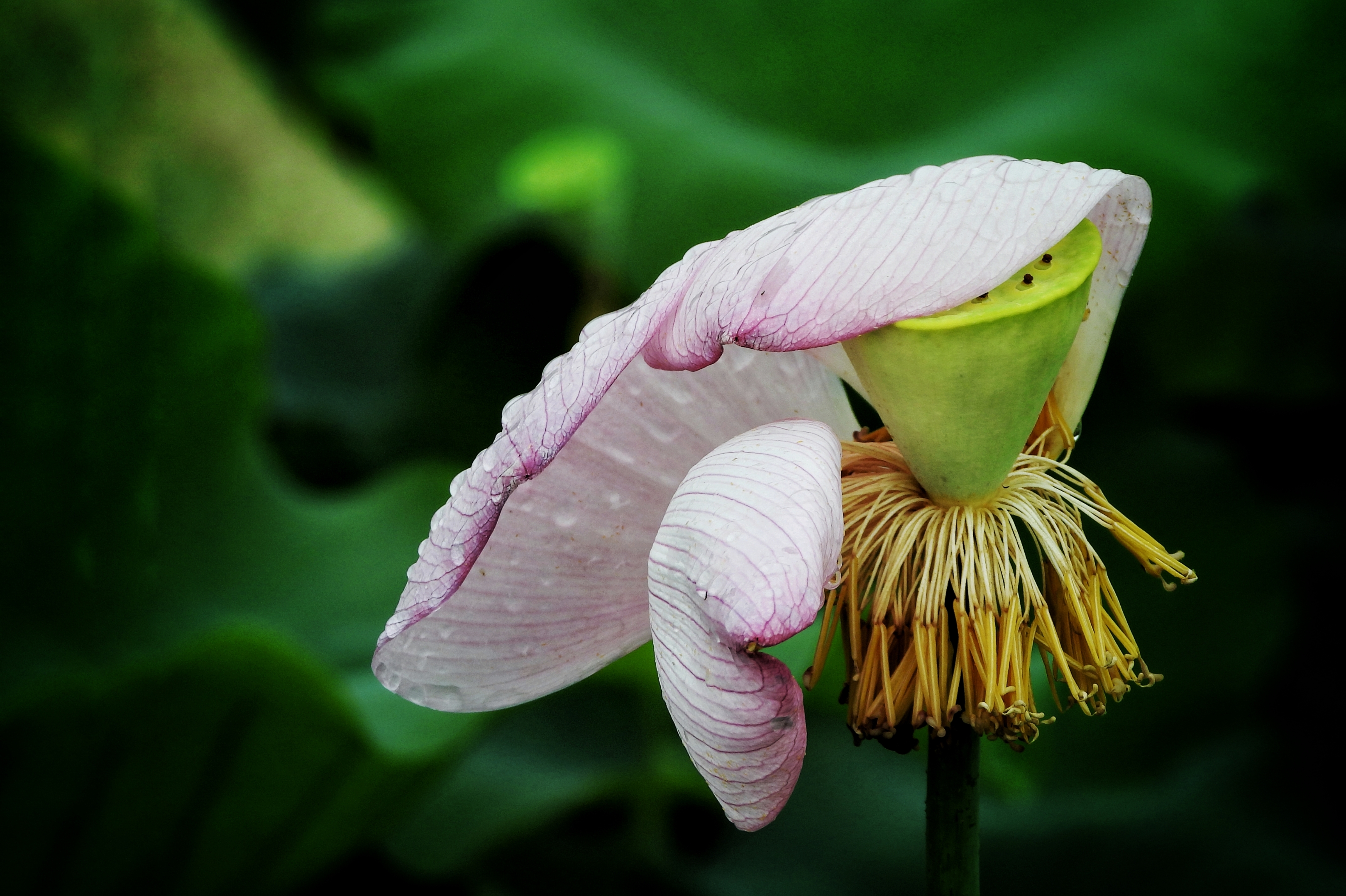莲花仙子